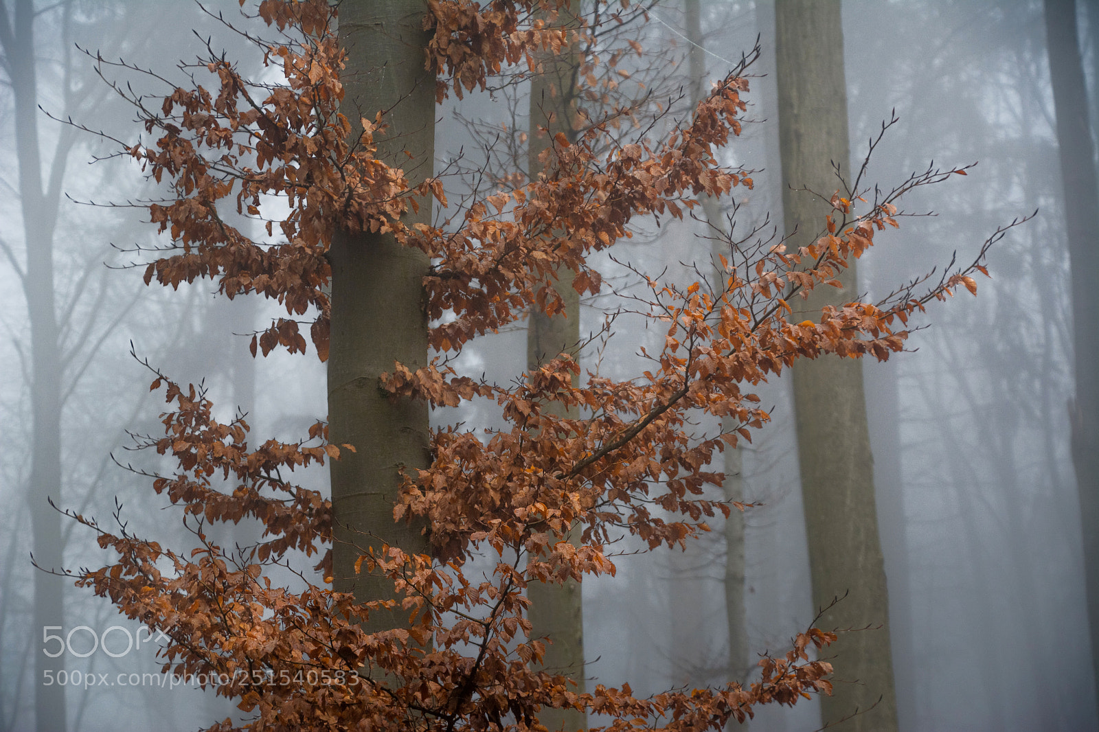 Nikon D7100 sample photo. Stronger photography