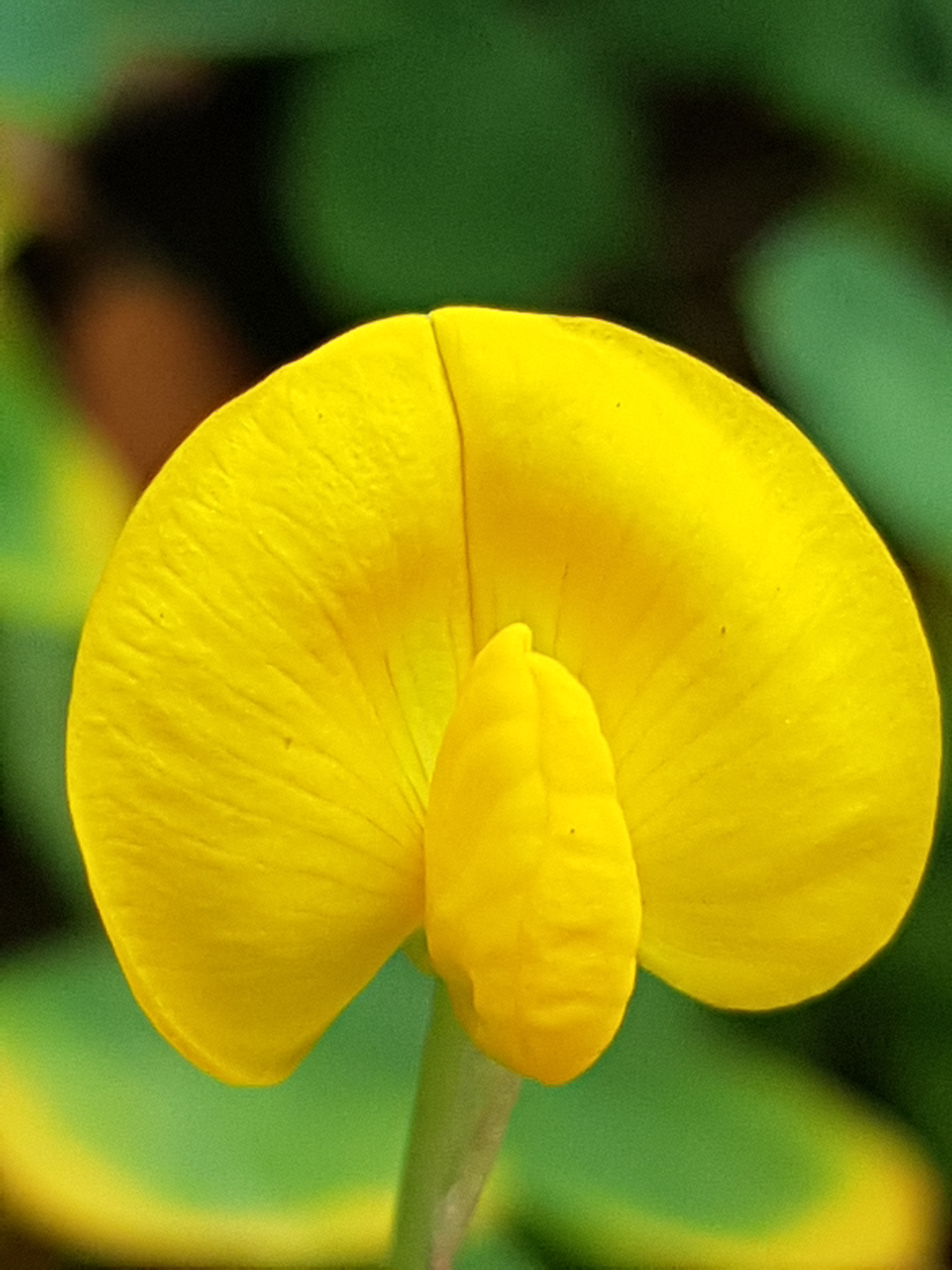 Samsung Galaxy Note Fan Edition sample photo. Yellow photography