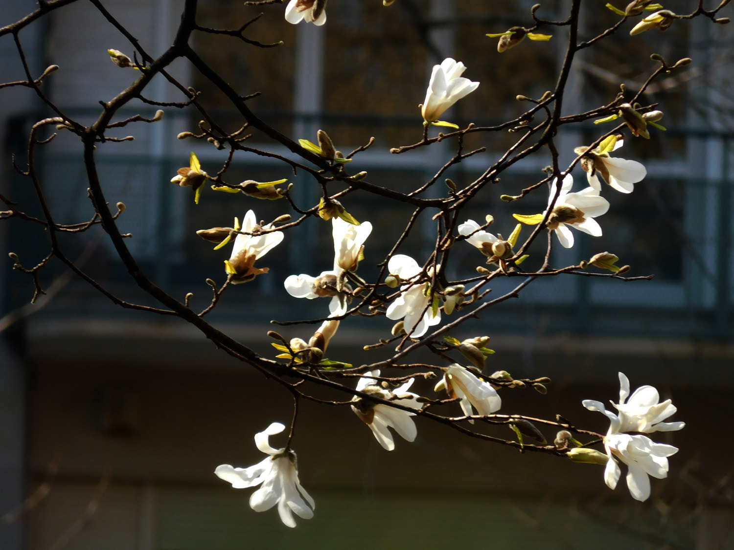 Nikon Coolpix S7000 sample photo. Star magnolia photography