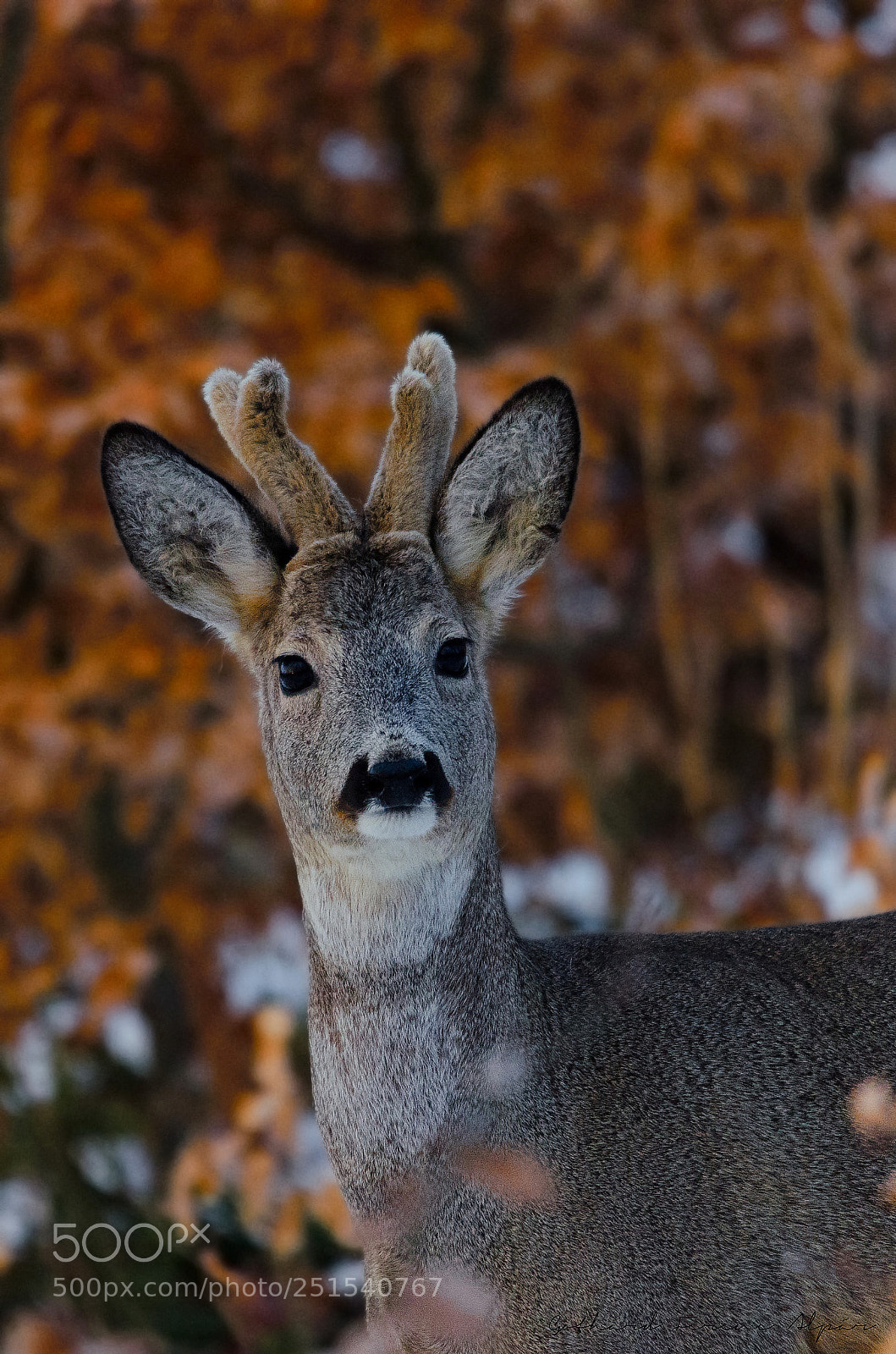 Nikon D7000 sample photo. Roe deer (carpeolus carpeolus) photography