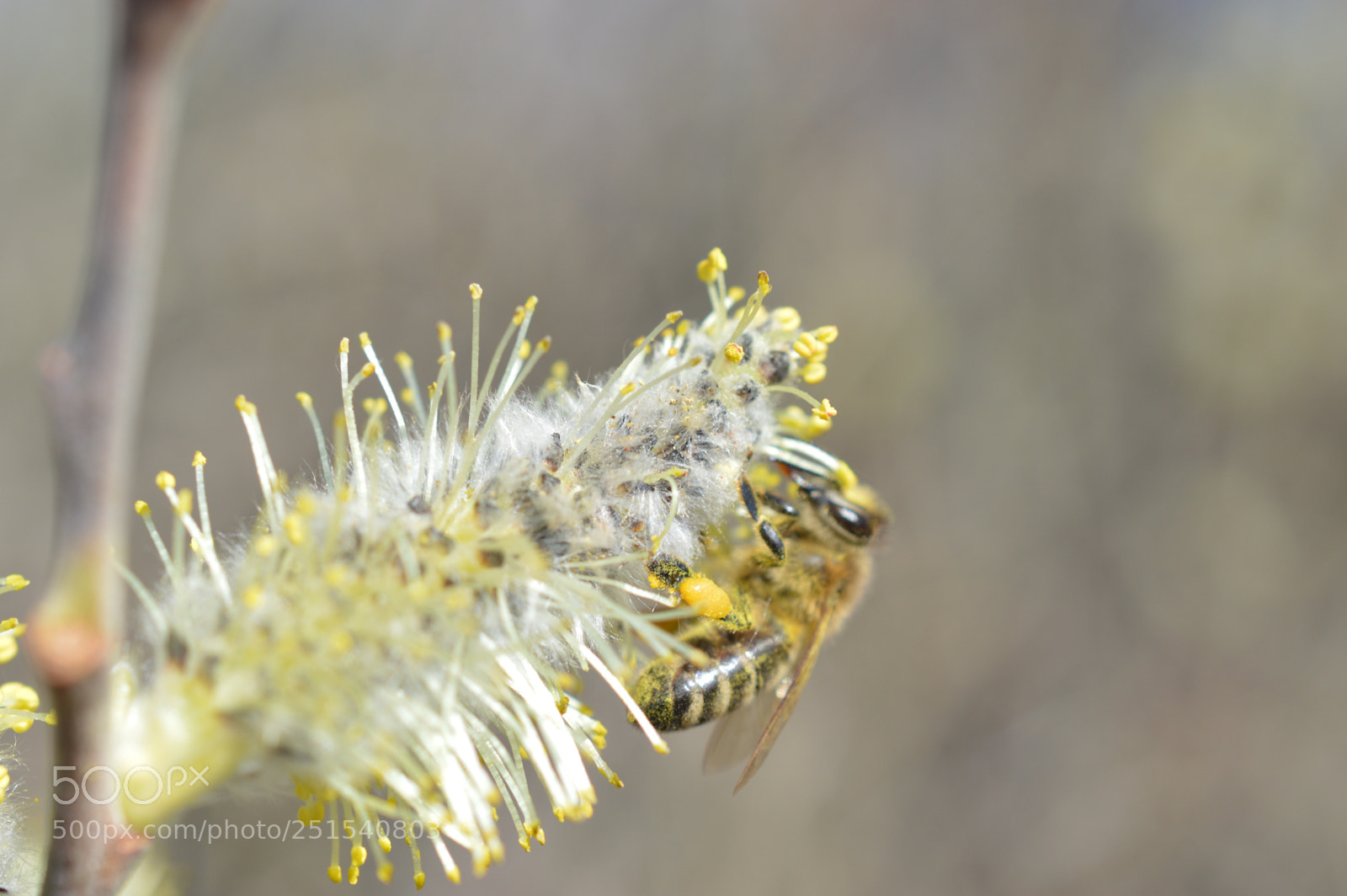 Nikon D3200 sample photo. Bee photography