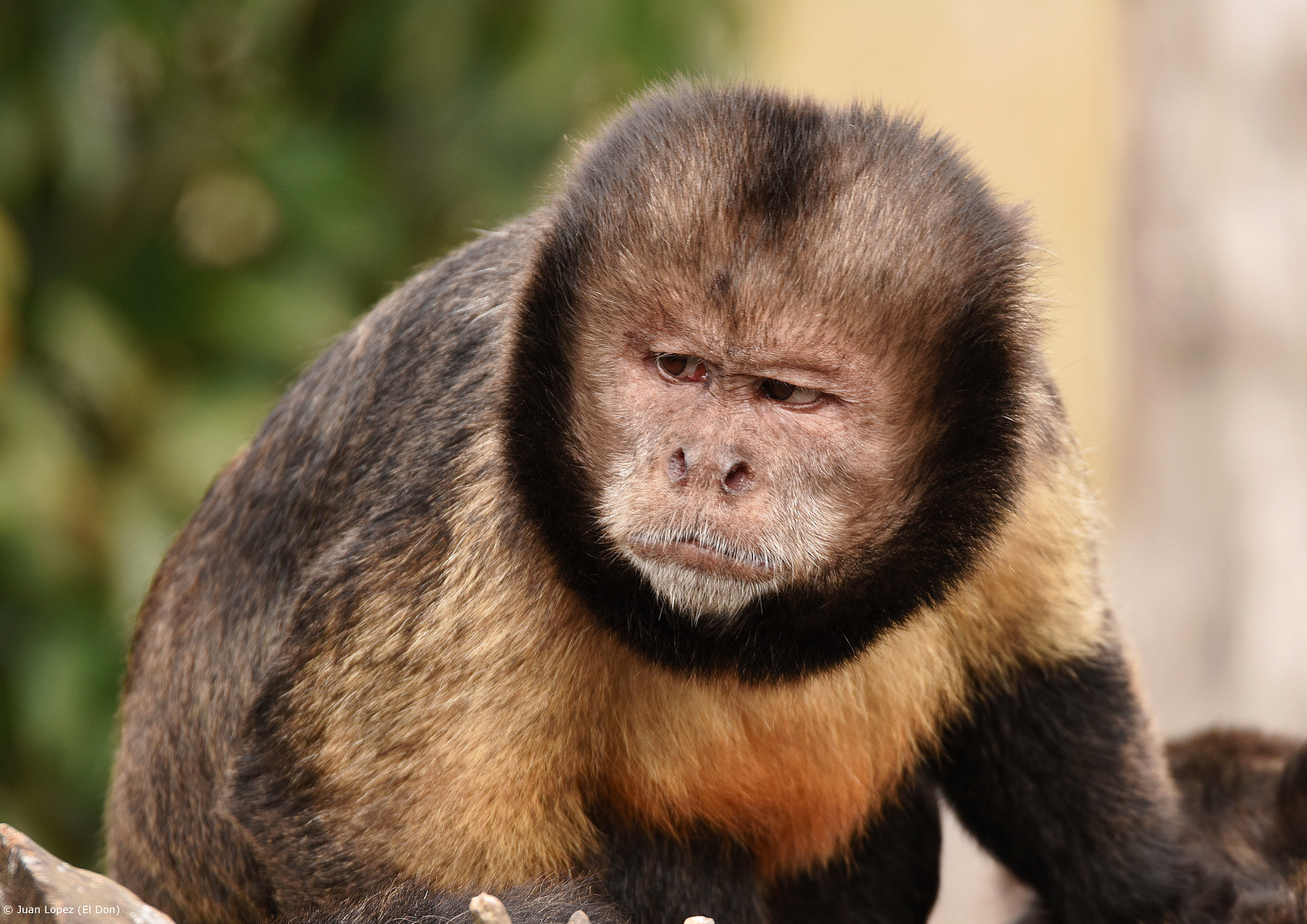 Sigma 150-600mm F5-6.3 DG OS HSM | S sample photo. Facial expression ... angry...(like humans)..!! photography
