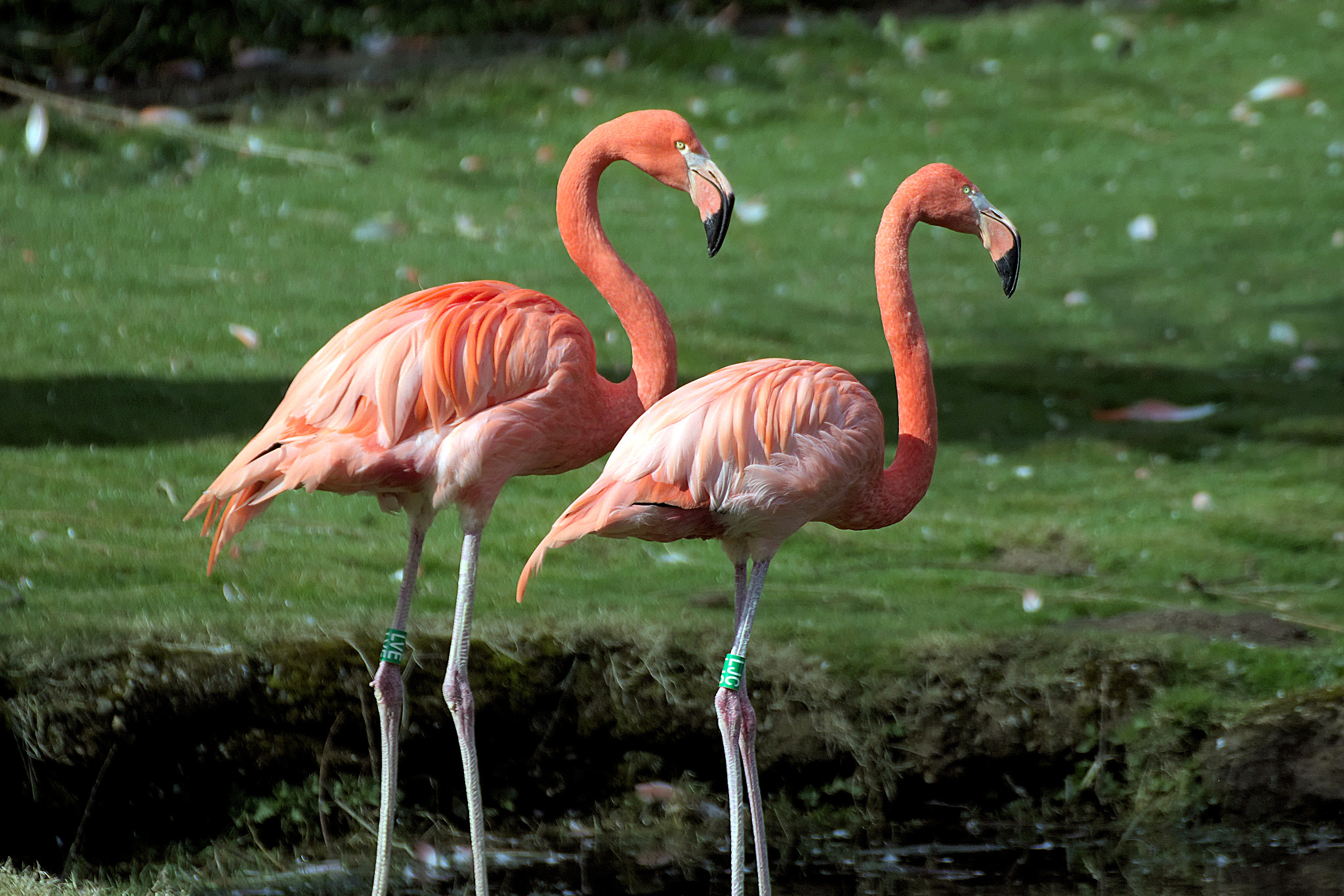 Canon EOS 77D (EOS 9000D / EOS 770D) sample photo. Img photography