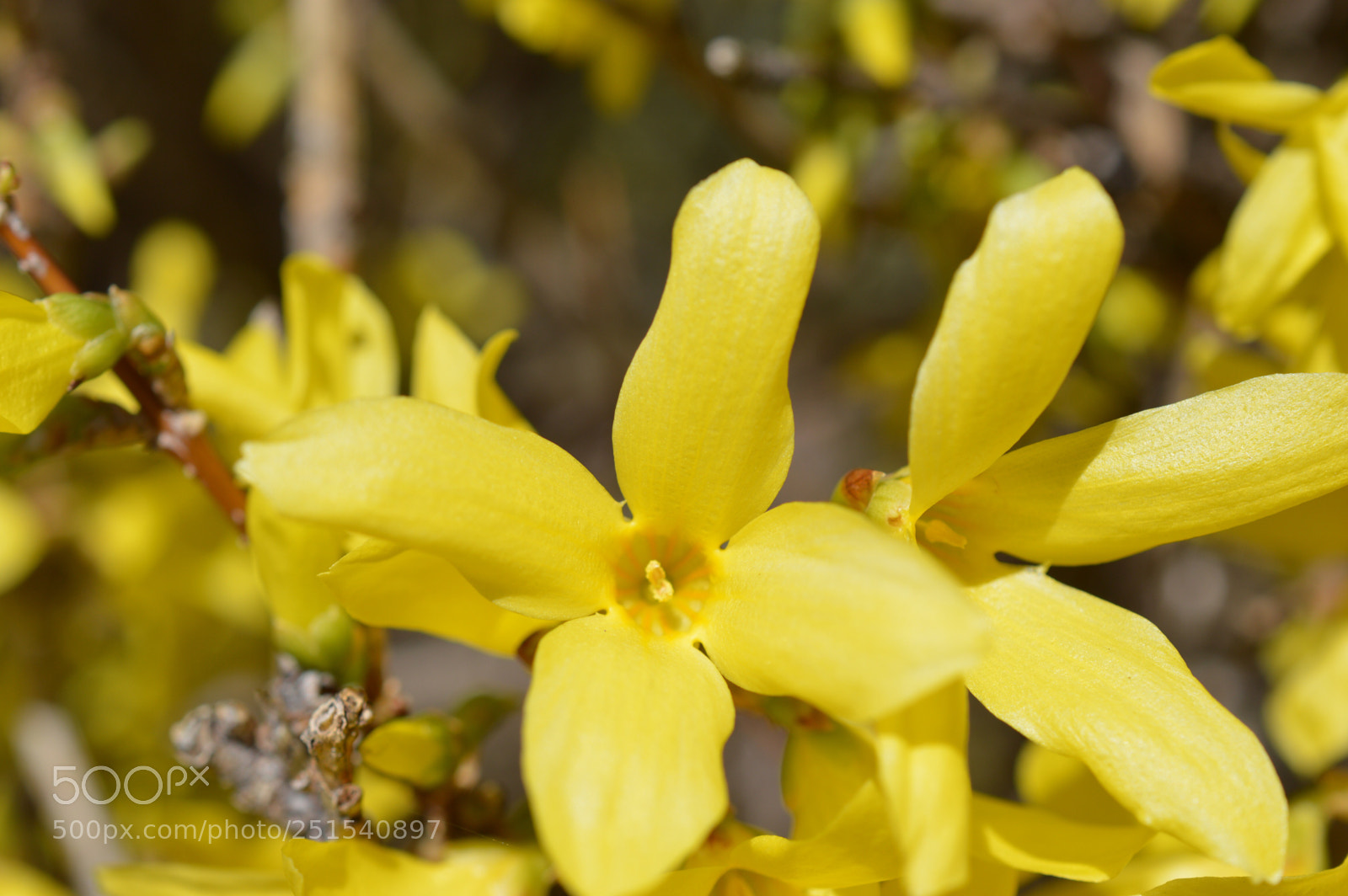 Nikon D3200 sample photo. Spring photography