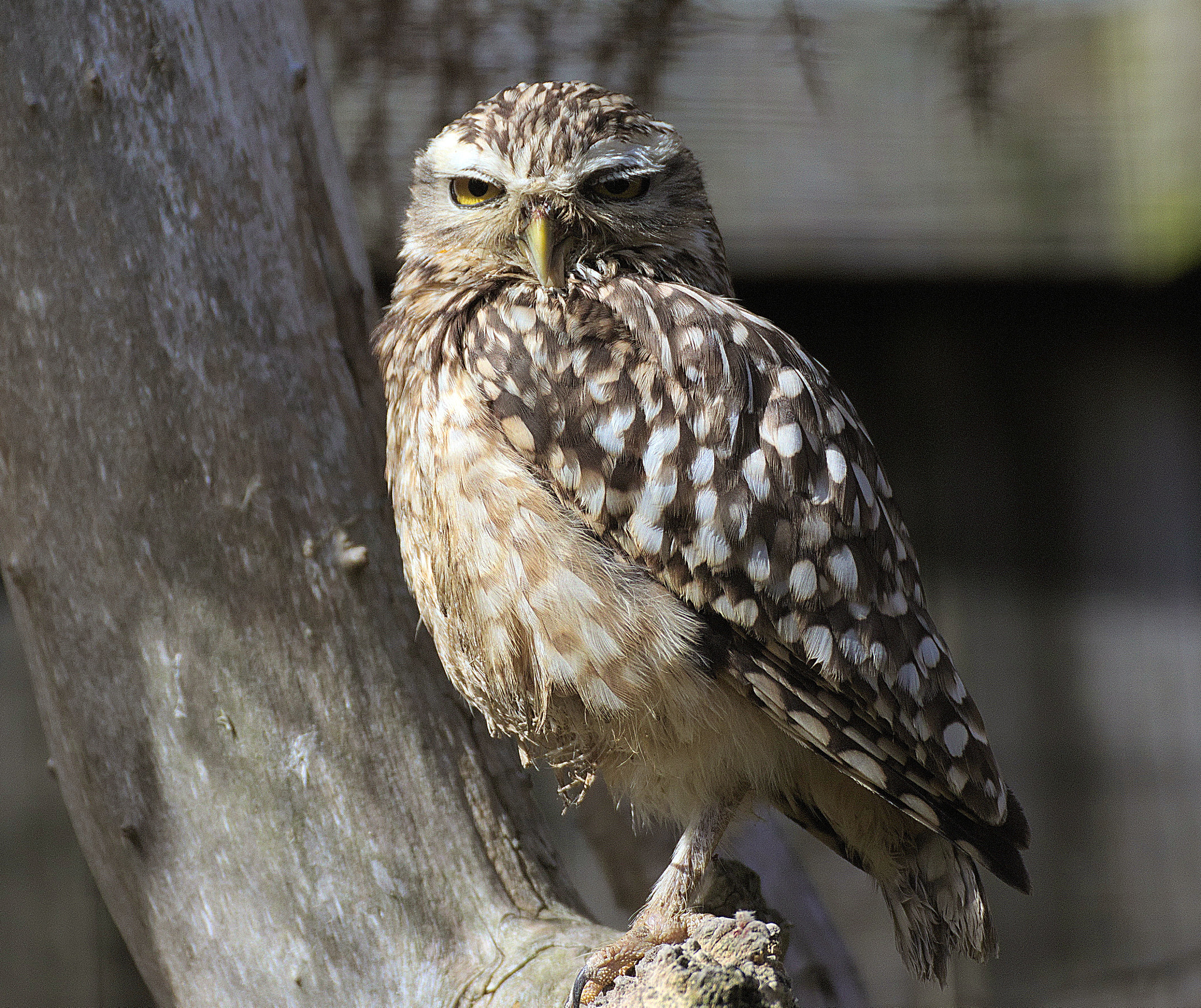 Canon EOS 77D (EOS 9000D / EOS 770D) sample photo. Img photography