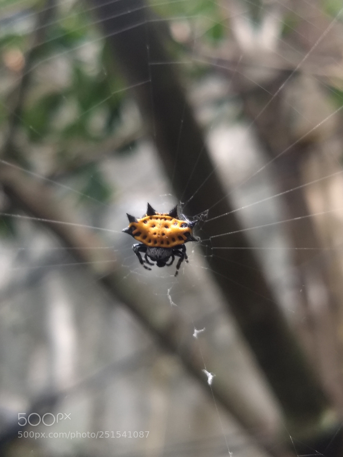 Motorola Moto G (5) Plus sample photo. Shell spider photography