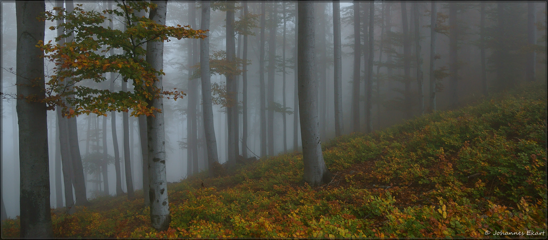 Sony SLT-A77 + Sony DT 16-50mm F2.8 SSM sample photo. Mystic forest photography