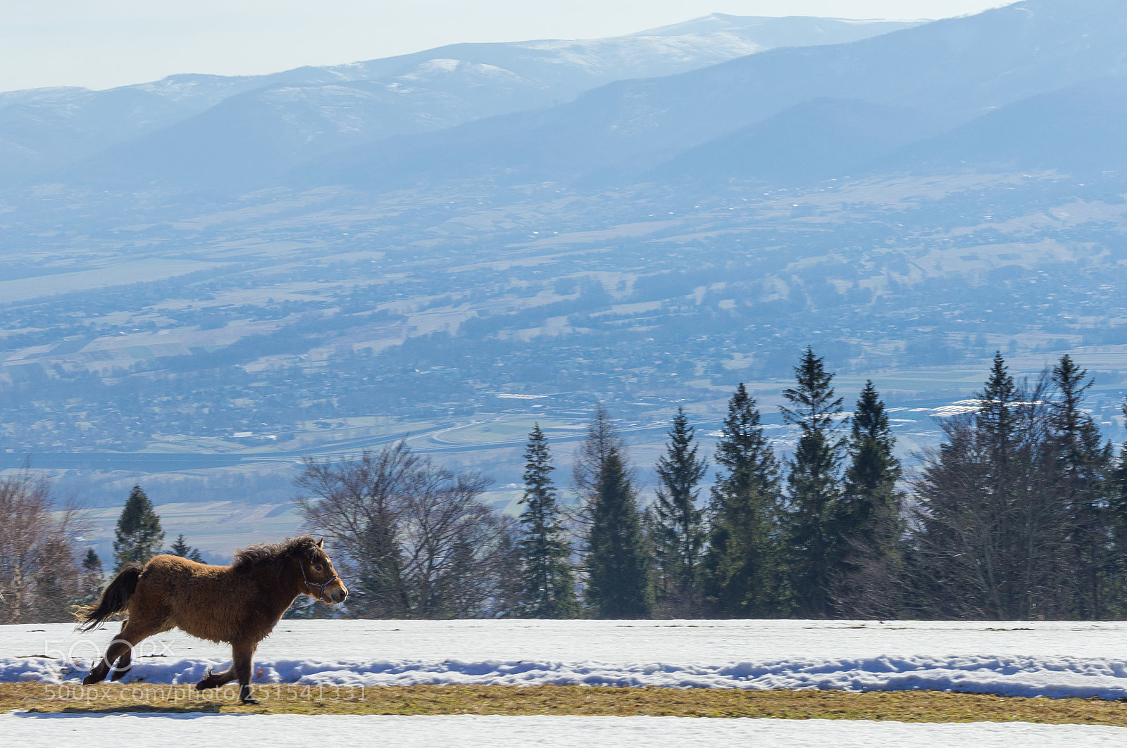 Nikon D3200 sample photo. Pony photography