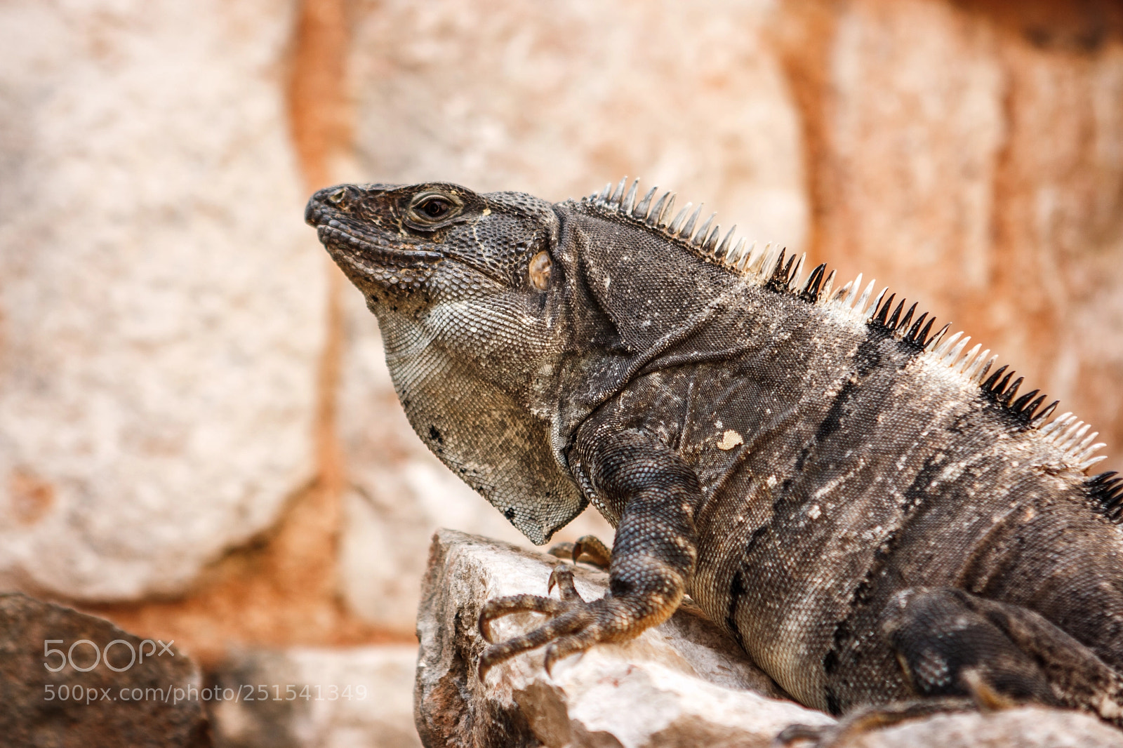 Canon EOS 400D (EOS Digital Rebel XTi / EOS Kiss Digital X) sample photo. Iguana on a stone photography