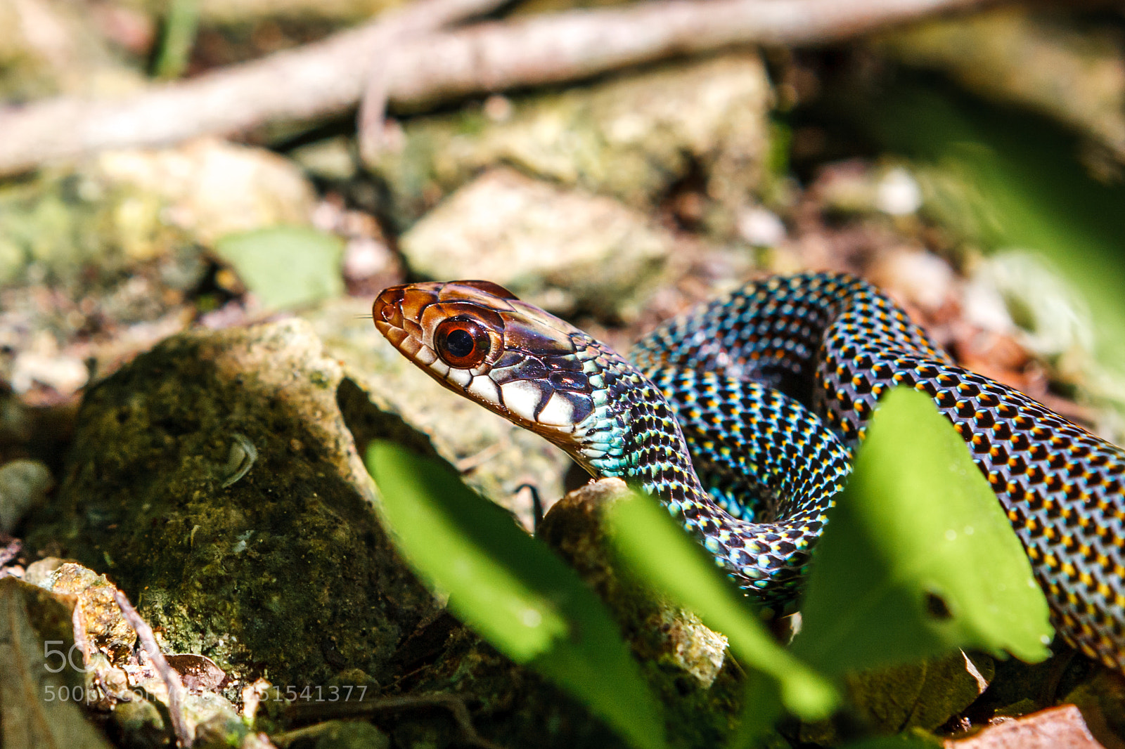 Canon EOS 400D (EOS Digital Rebel XTi / EOS Kiss Digital X) sample photo. Small snake at the photography