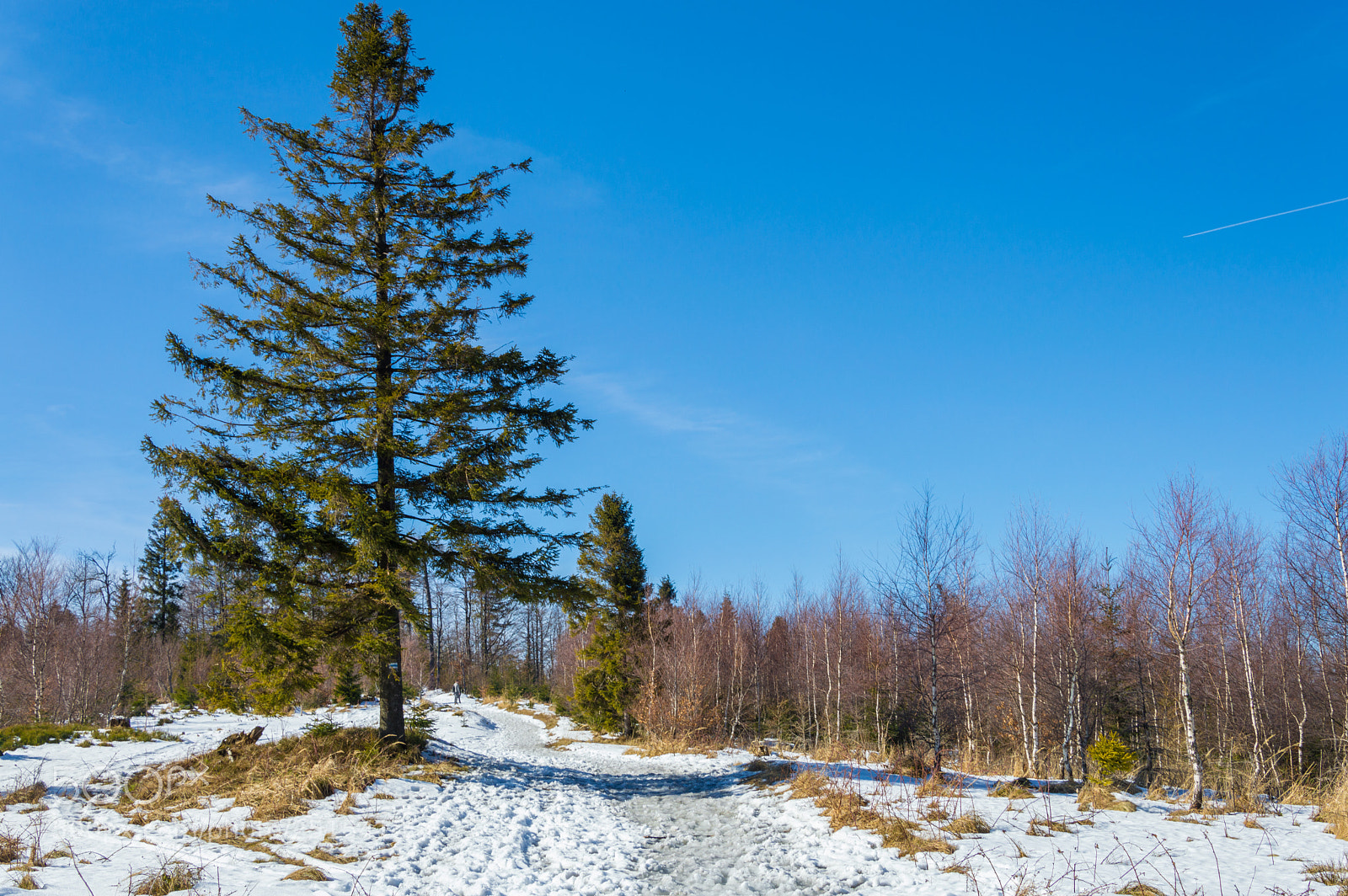 Nikon D3200 sample photo. Tree photography