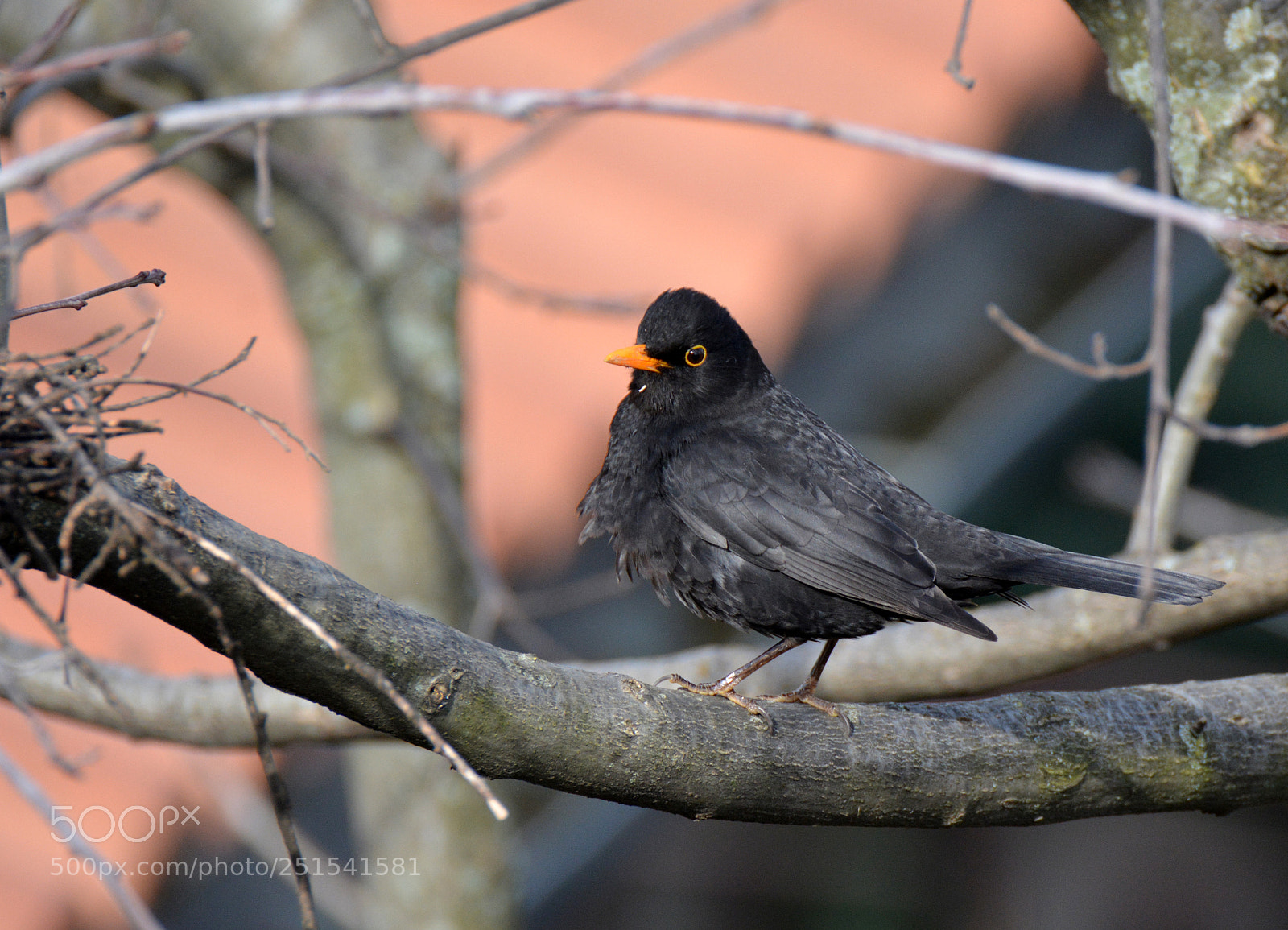 Nikon D7100 sample photo. Blackbird photography