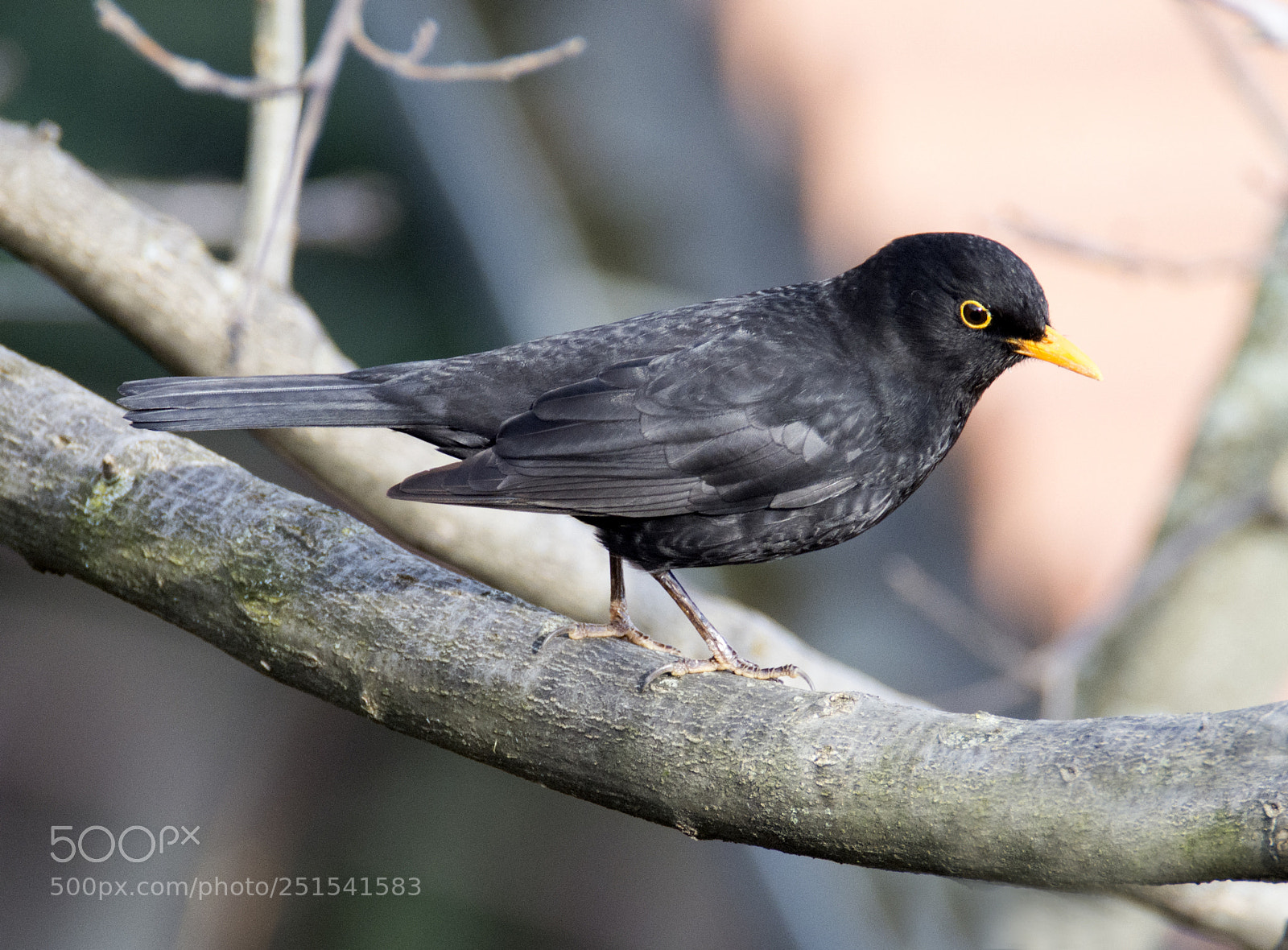 Nikon D7100 sample photo. Blackbird photography