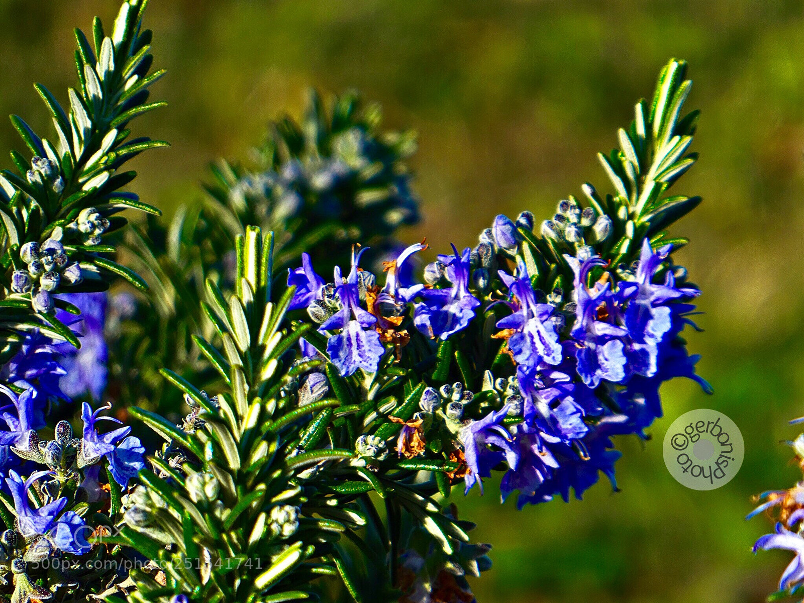 Panasonic Lumix DC-ZS70 (Lumix DC-TZ90) sample photo. Wild rosemary flowers photography