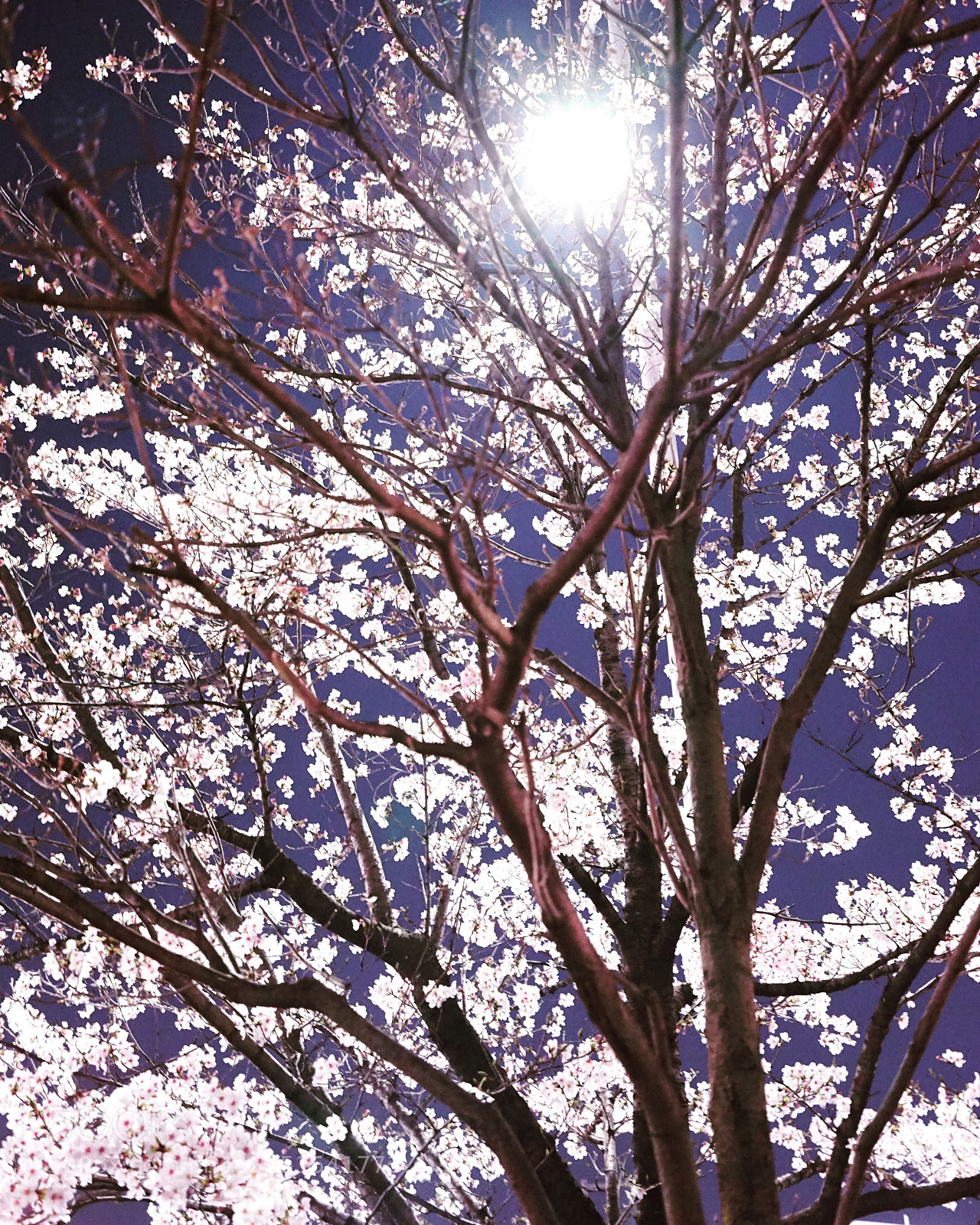 Sony a7 sample photo. Sakura at kamo river photography