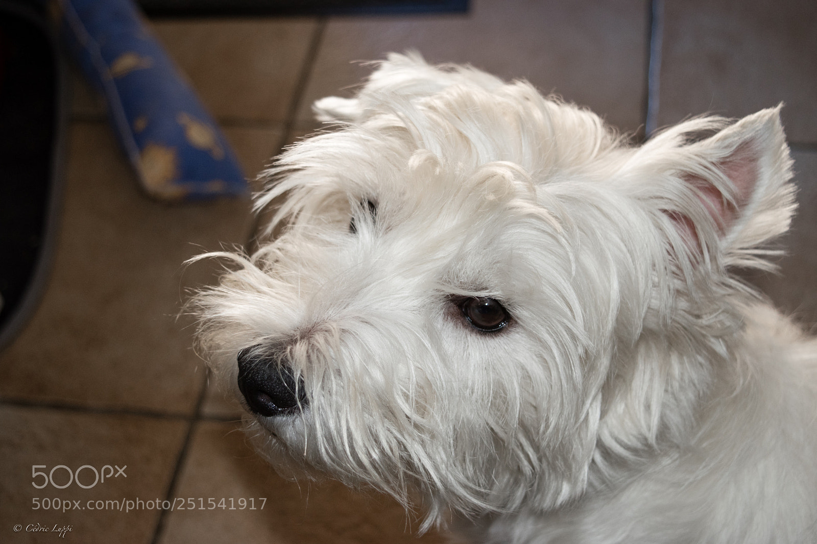 Nikon D5500 sample photo. Tender look-back photography