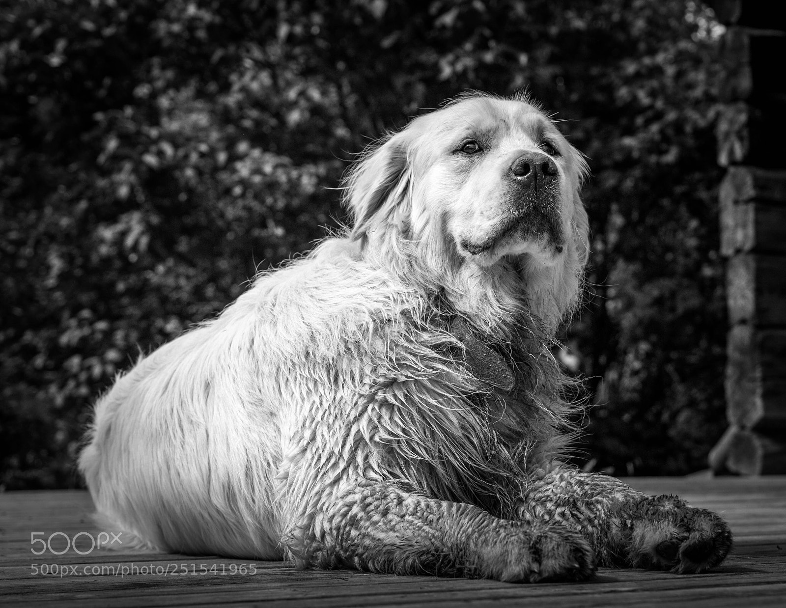 Canon EOS 100D (EOS Rebel SL1 / EOS Kiss X7) sample photo. Guardian photography