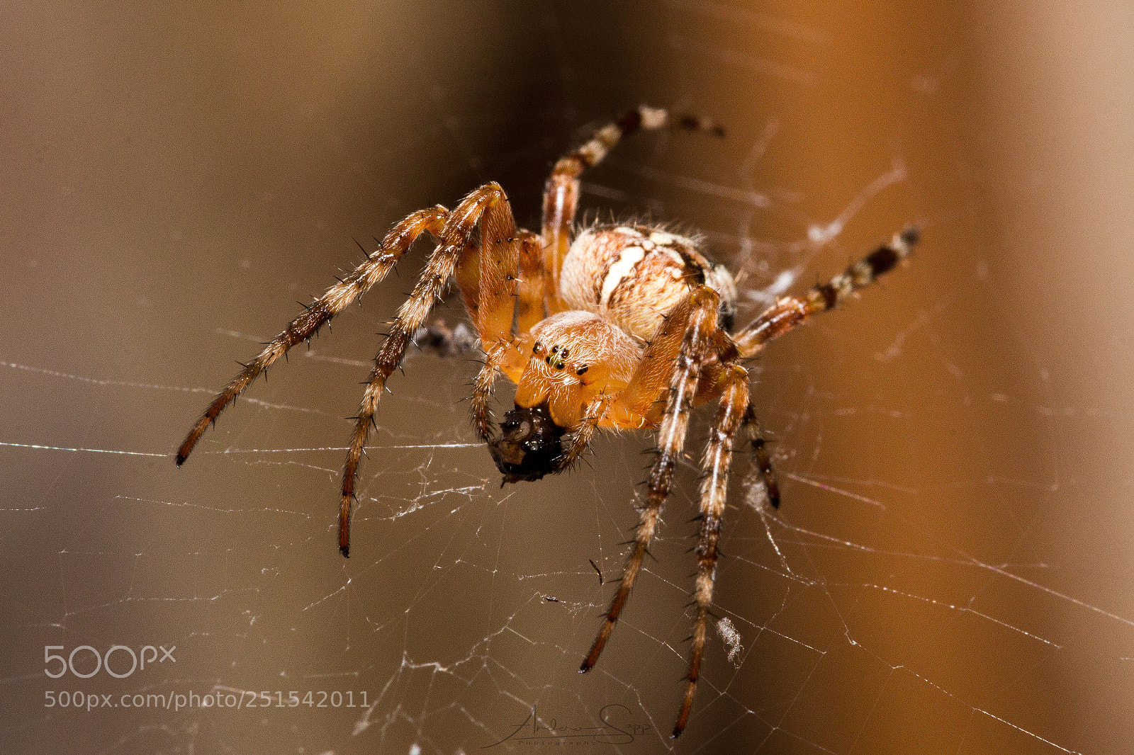 Canon EOS 70D sample photo. Hunter and pray photography