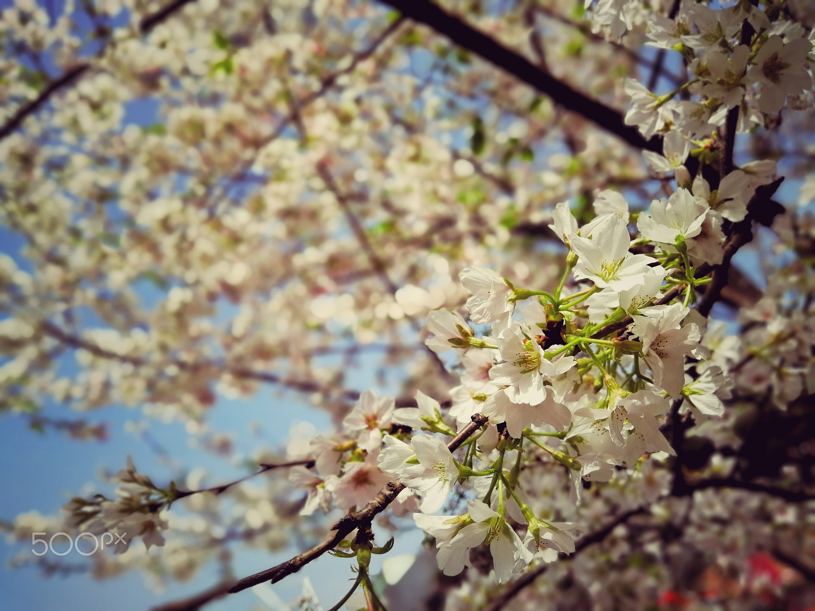 HUAWEI nova 2s sample photo. Flowers photography