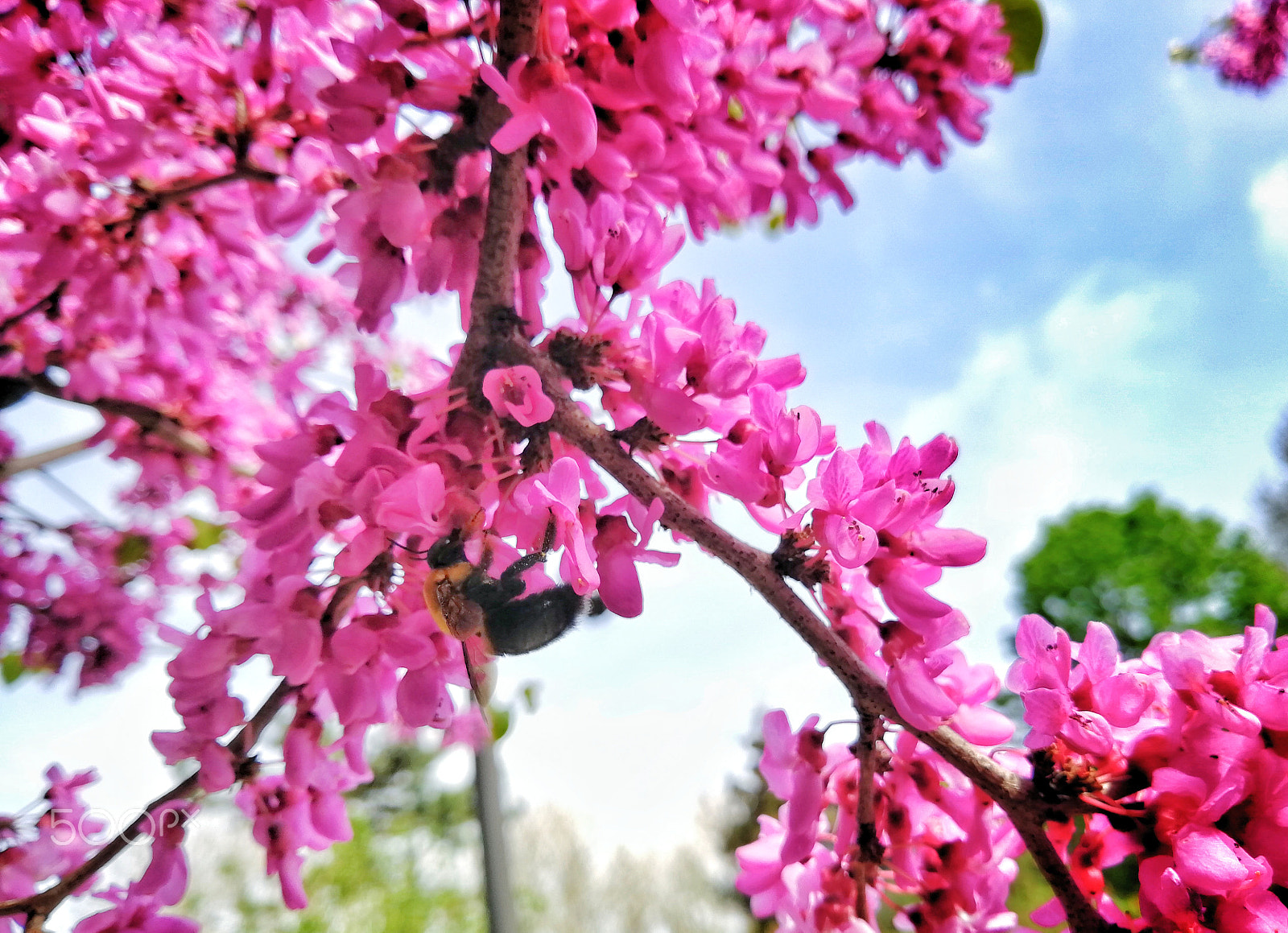 HUAWEI nova 2s sample photo. Flowers photography