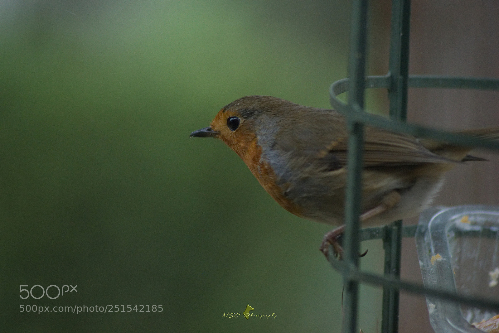 Nikon D5500 sample photo. European robin * rougegorge familier photography