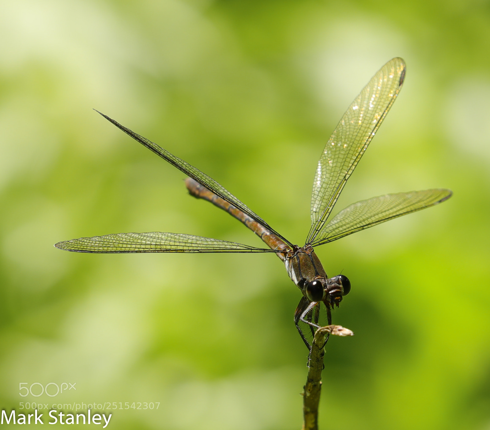 Canon EOS 5D Mark IV sample photo. Common flatwing.jpg photography