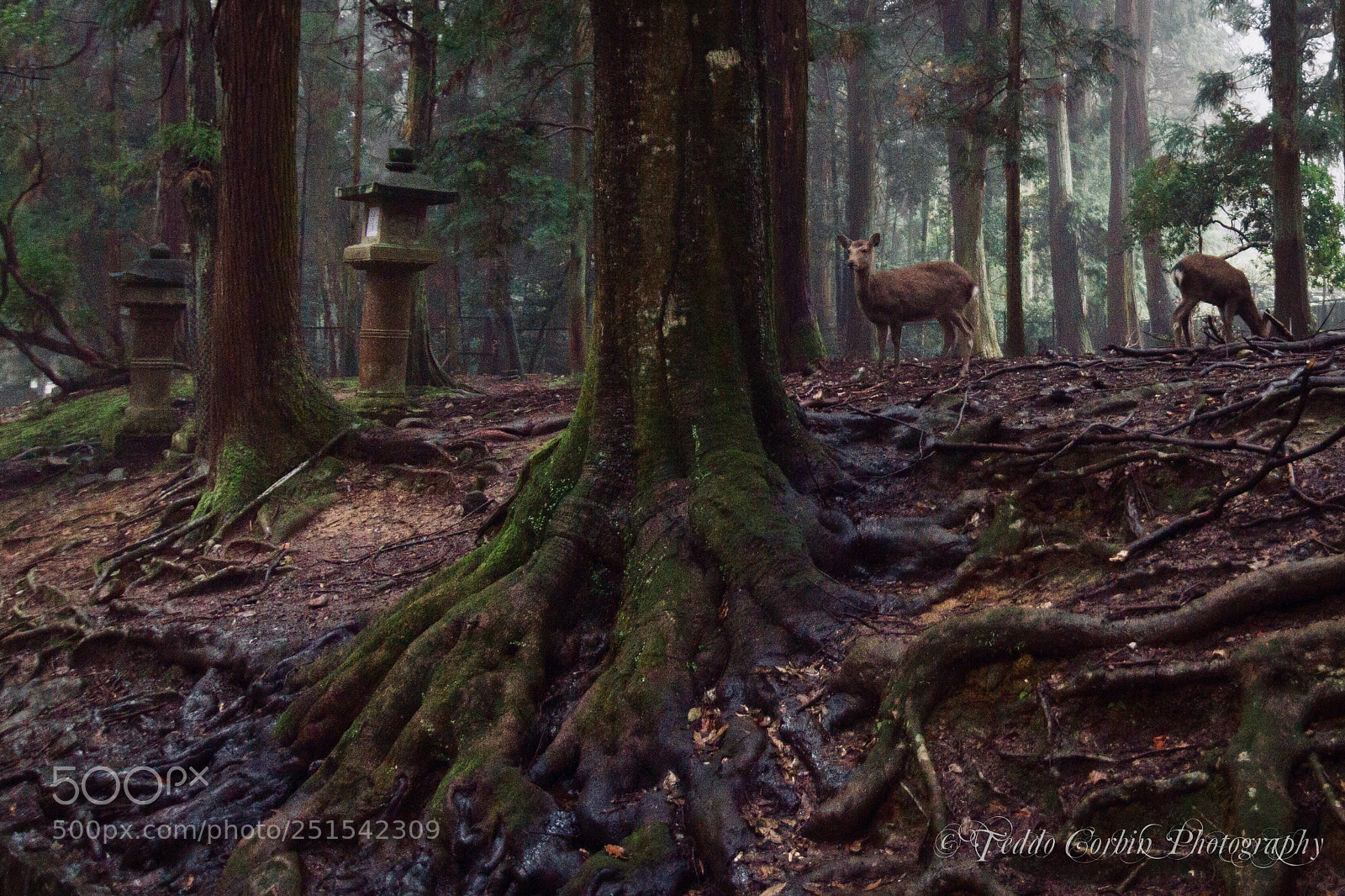 Canon EOS 7D sample photo. Forrest dear photography