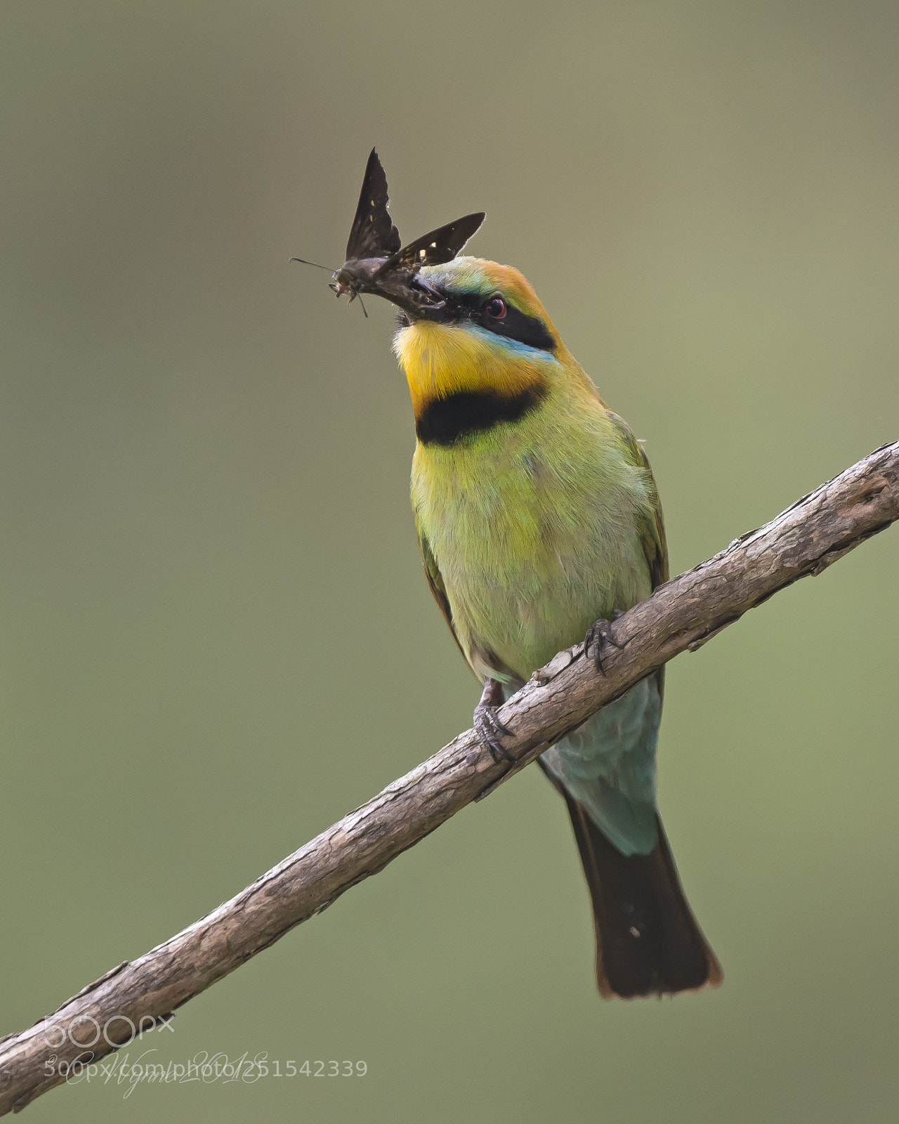 Nikon D7100 sample photo. Rainbow bee-eater (male) photography