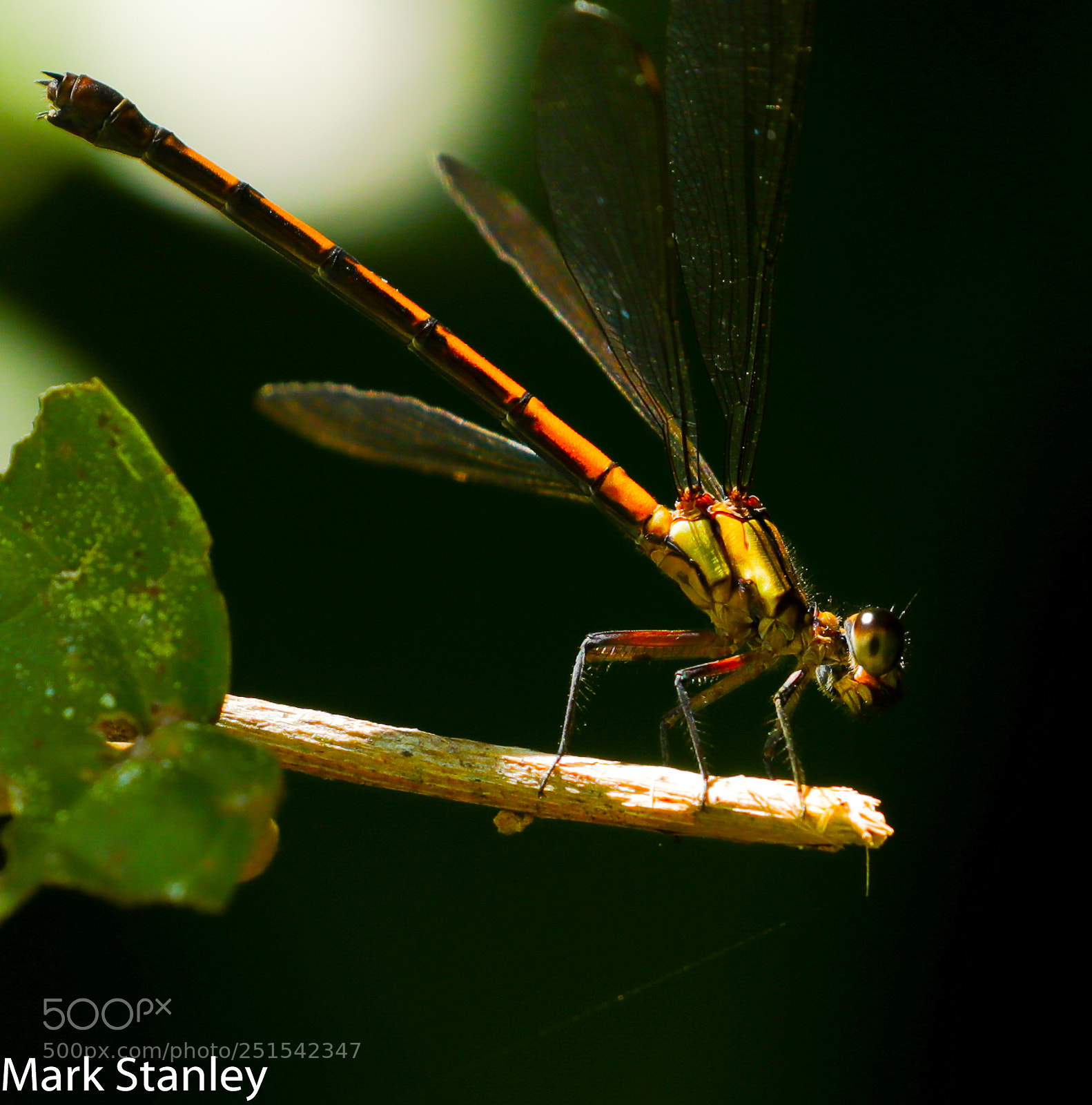 Canon EOS 5D Mark IV sample photo. Orange threadtail.jpg photography