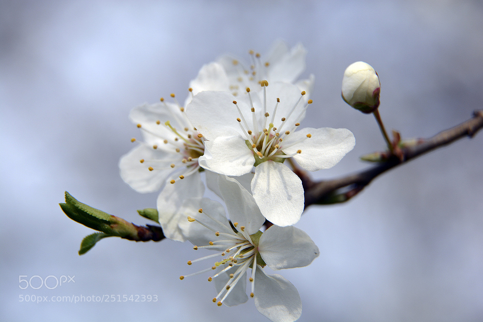 Nikon D5200 sample photo. Happy easter photography