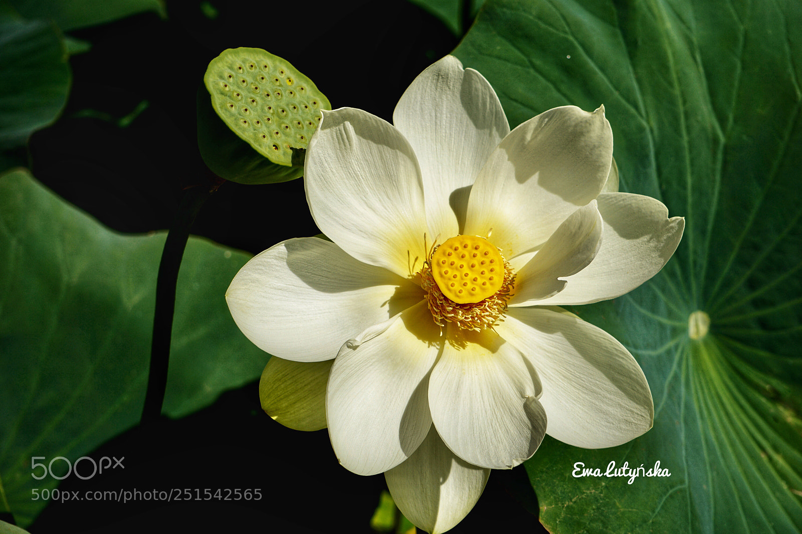 Sony a6000 sample photo. Lotus flowers - symbol photography
