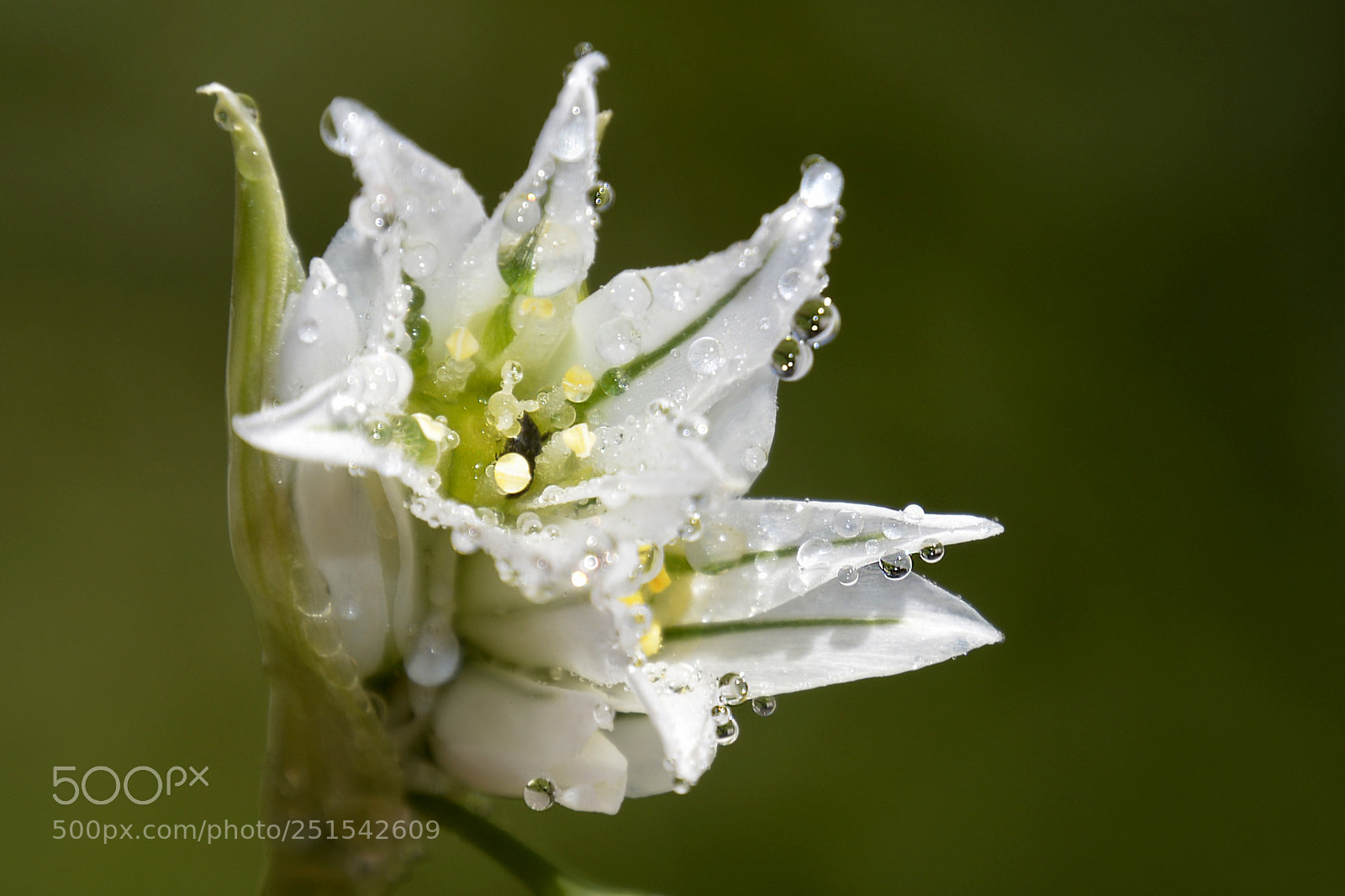 Nikon D5200 sample photo. Lluvia photography
