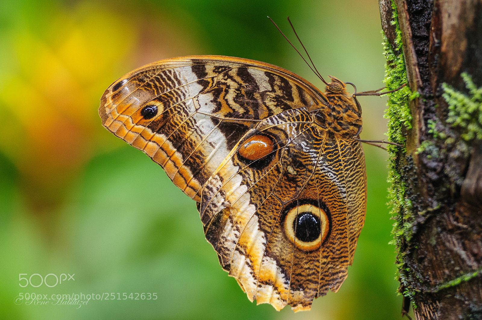 Nikon D300 sample photo. Schmetterling papilorama photography