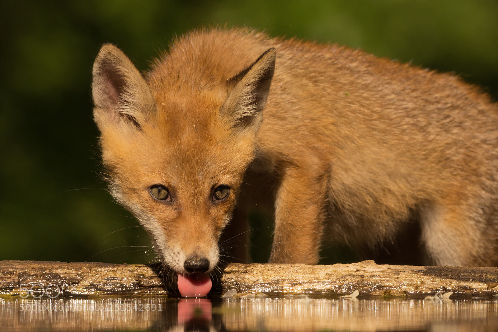 Nikon D7200 sample photo. Thirsty! photography