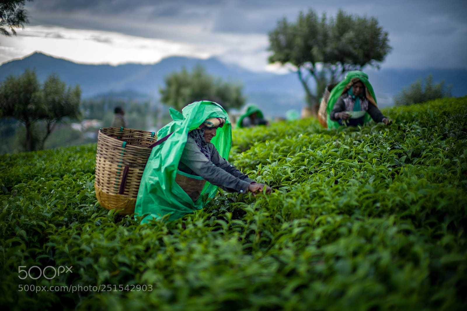 Leica M9 sample photo. Tea harvest photography