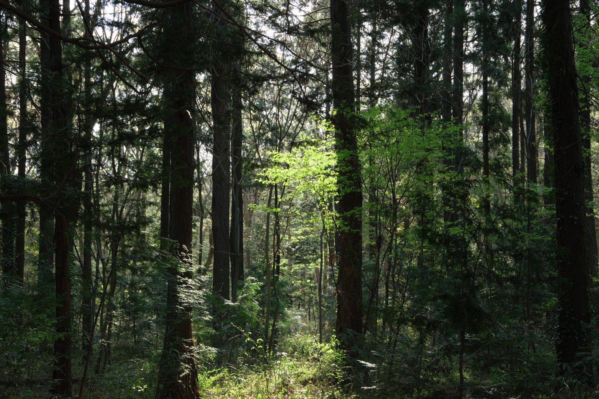 Pentax K-70 sample photo. Light in the forest photography