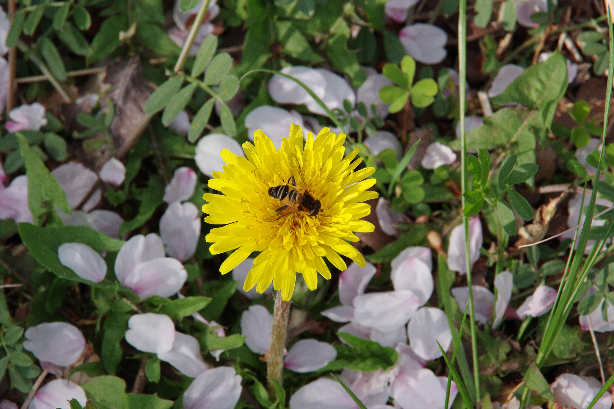 Pentax K-70 sample photo. Dandelion and the bee photography
