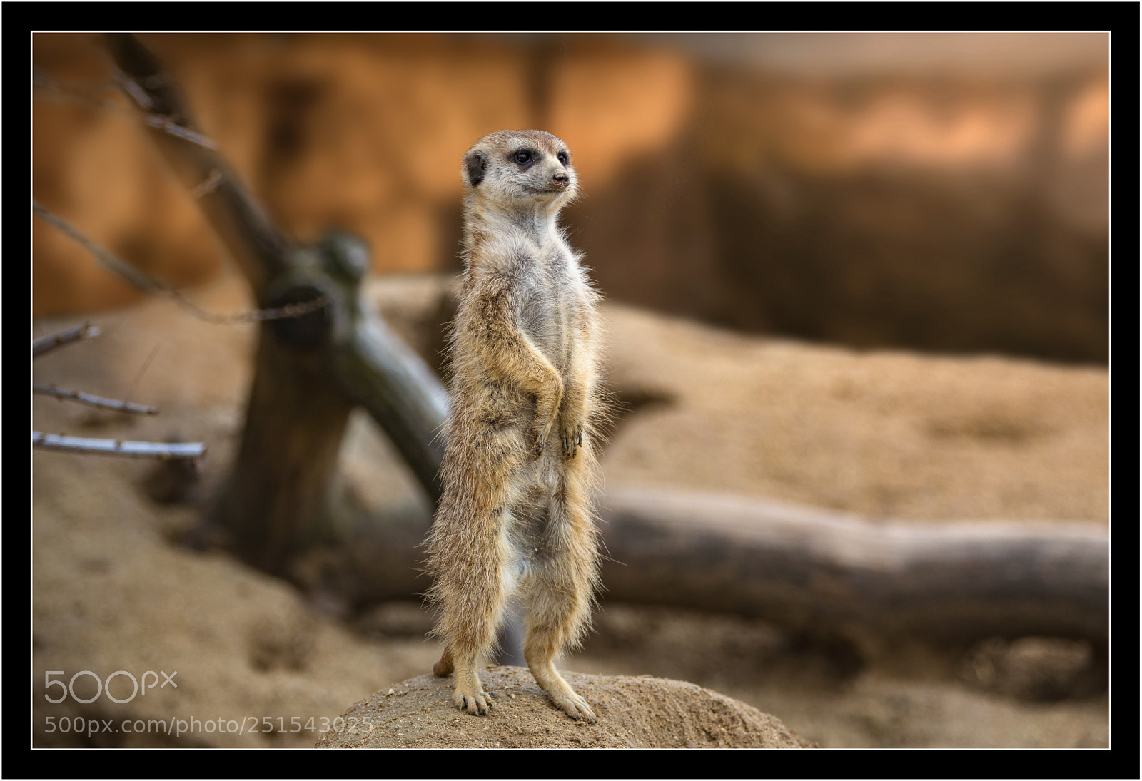 Canon EOS 5D Mark IV sample photo. The guardian photography