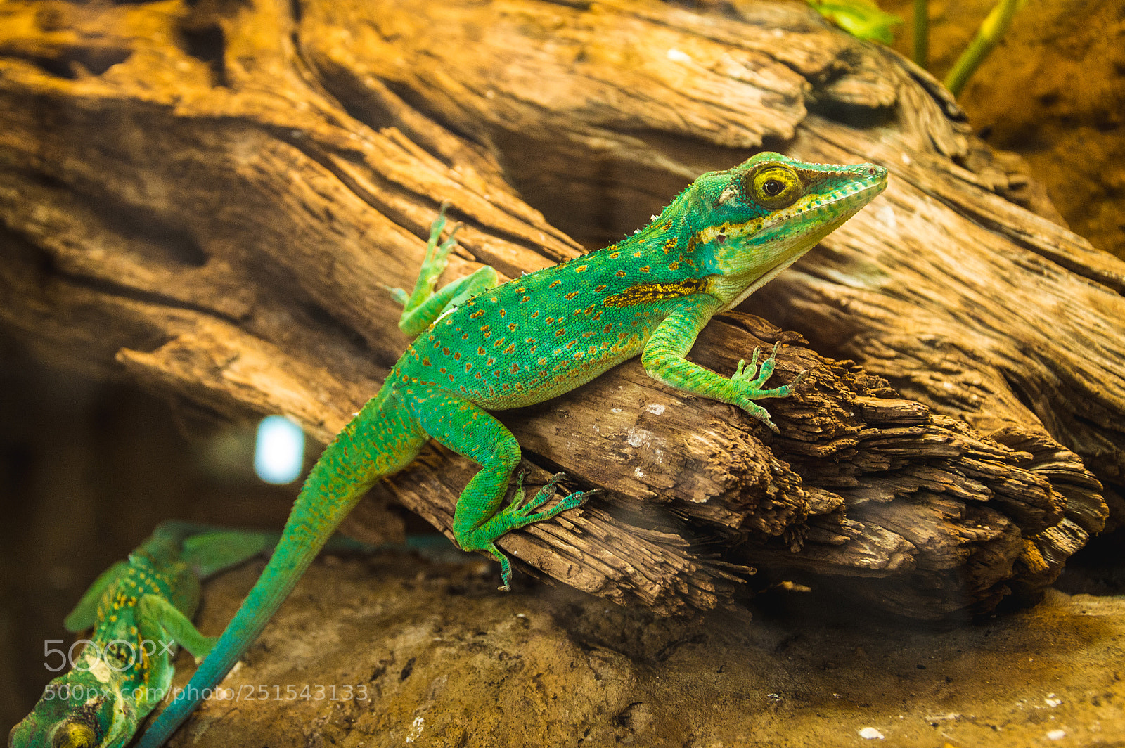 Nikon D3200 sample photo. Lizard photography