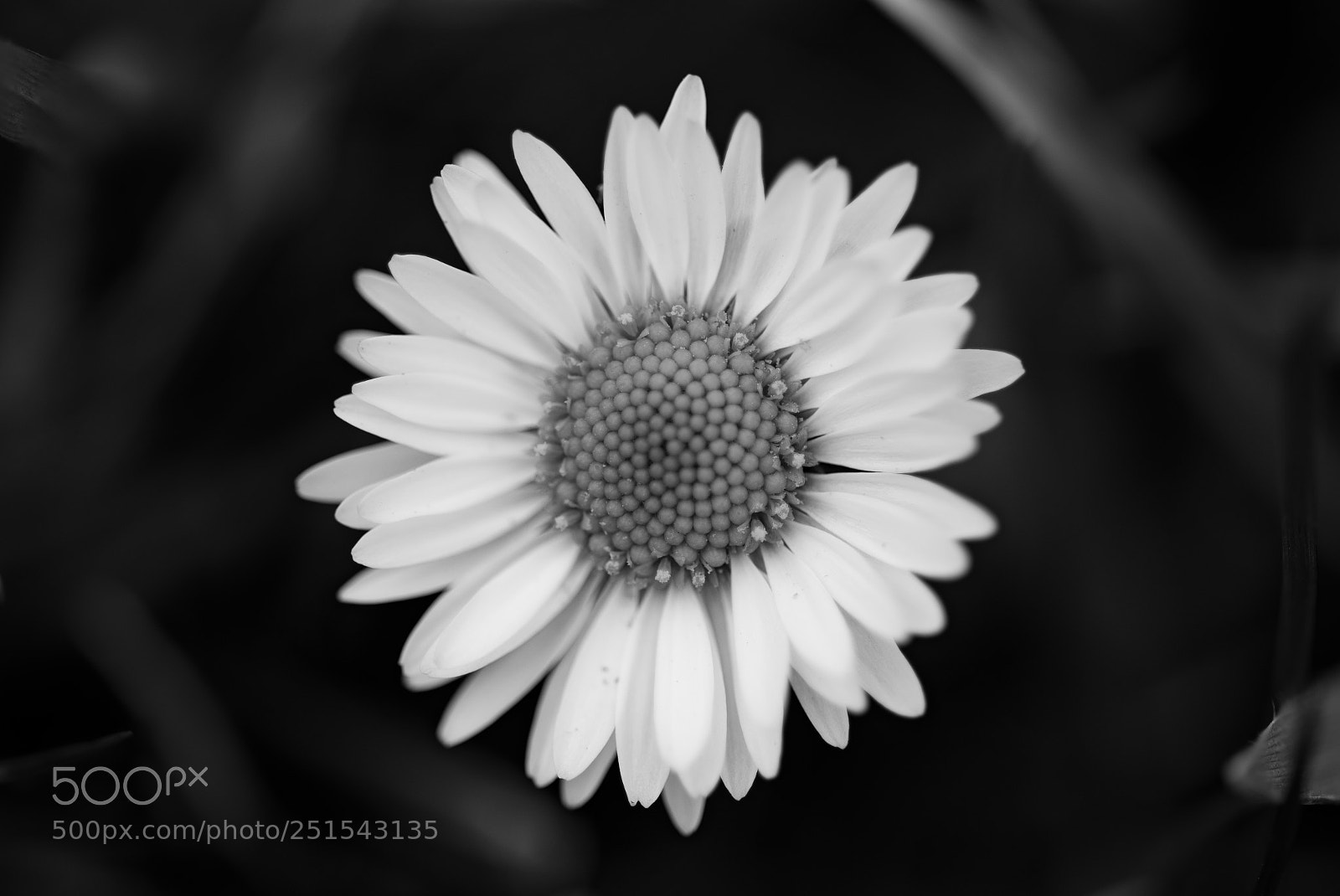 Nikon D500 sample photo. Daisy photography