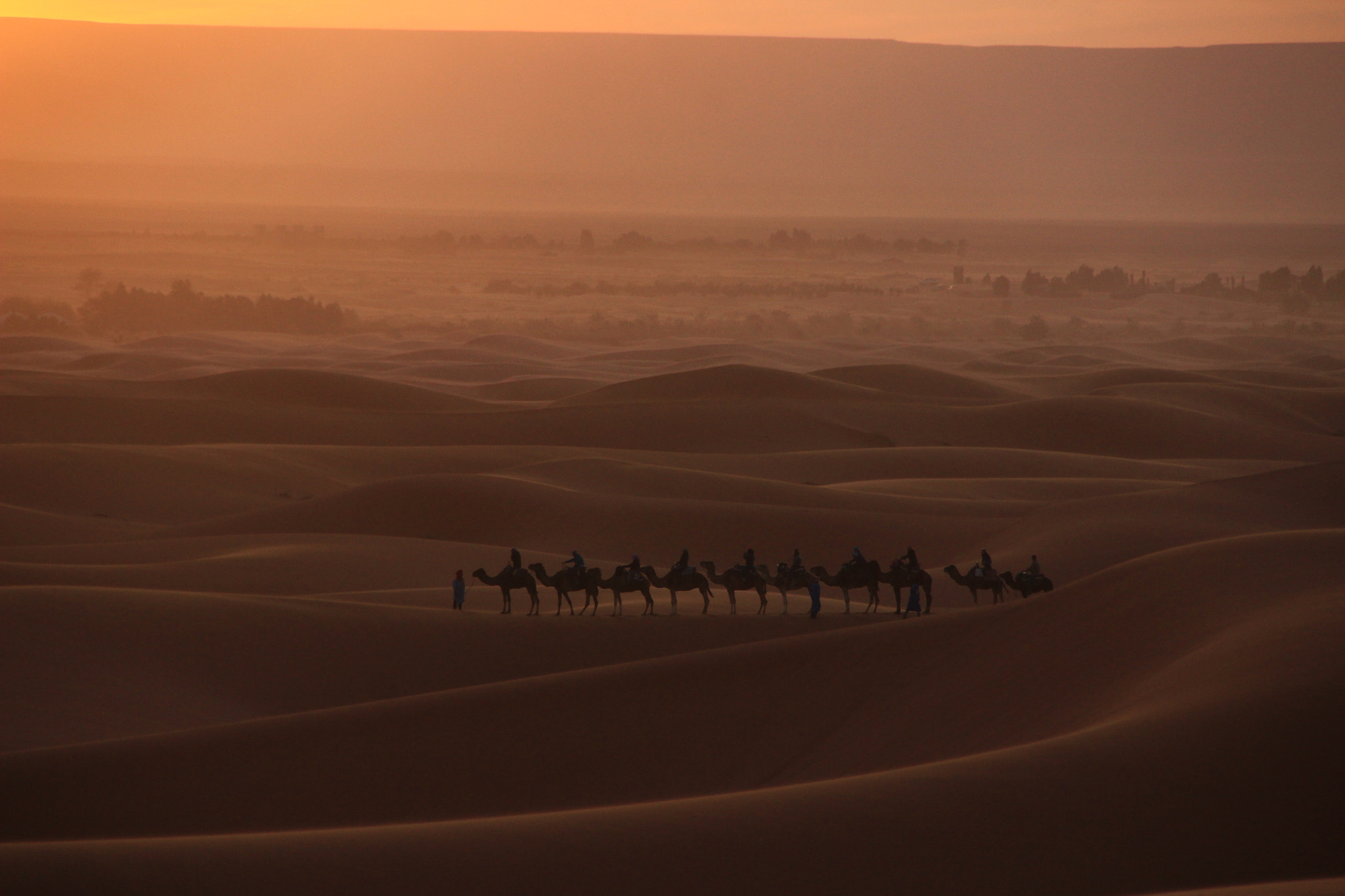 Sigma 18-200mm f/3.5-6.3 DC OS HSM [II] sample photo. Camels in the desert photography