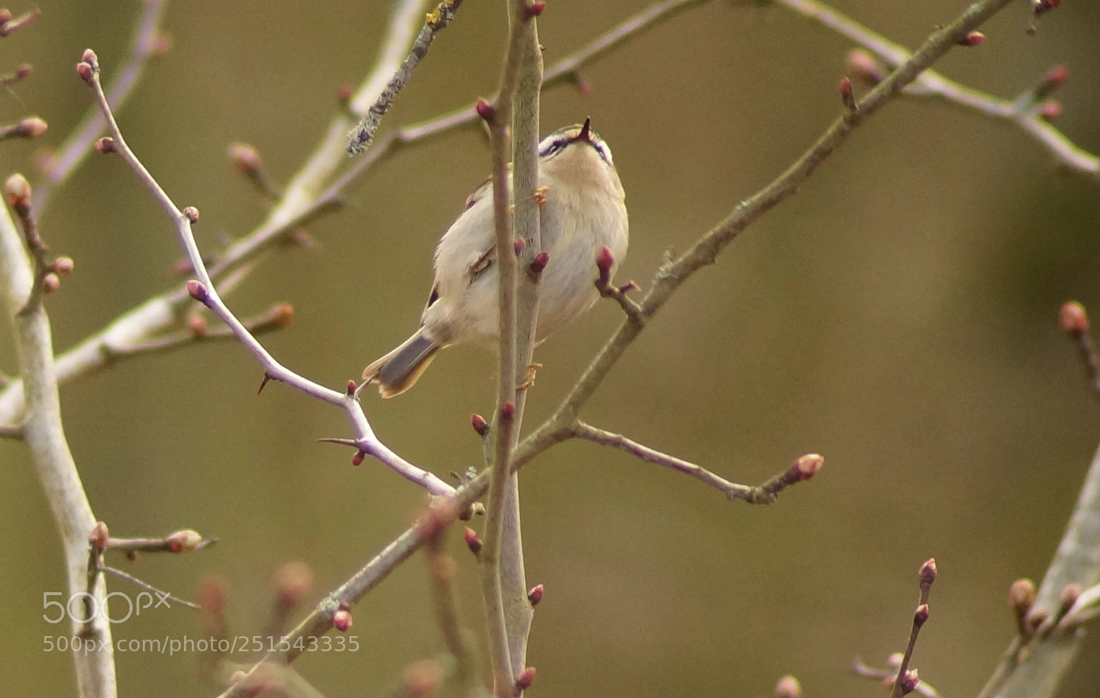 Sony SLT-A37 sample photo. Goldcrest photography