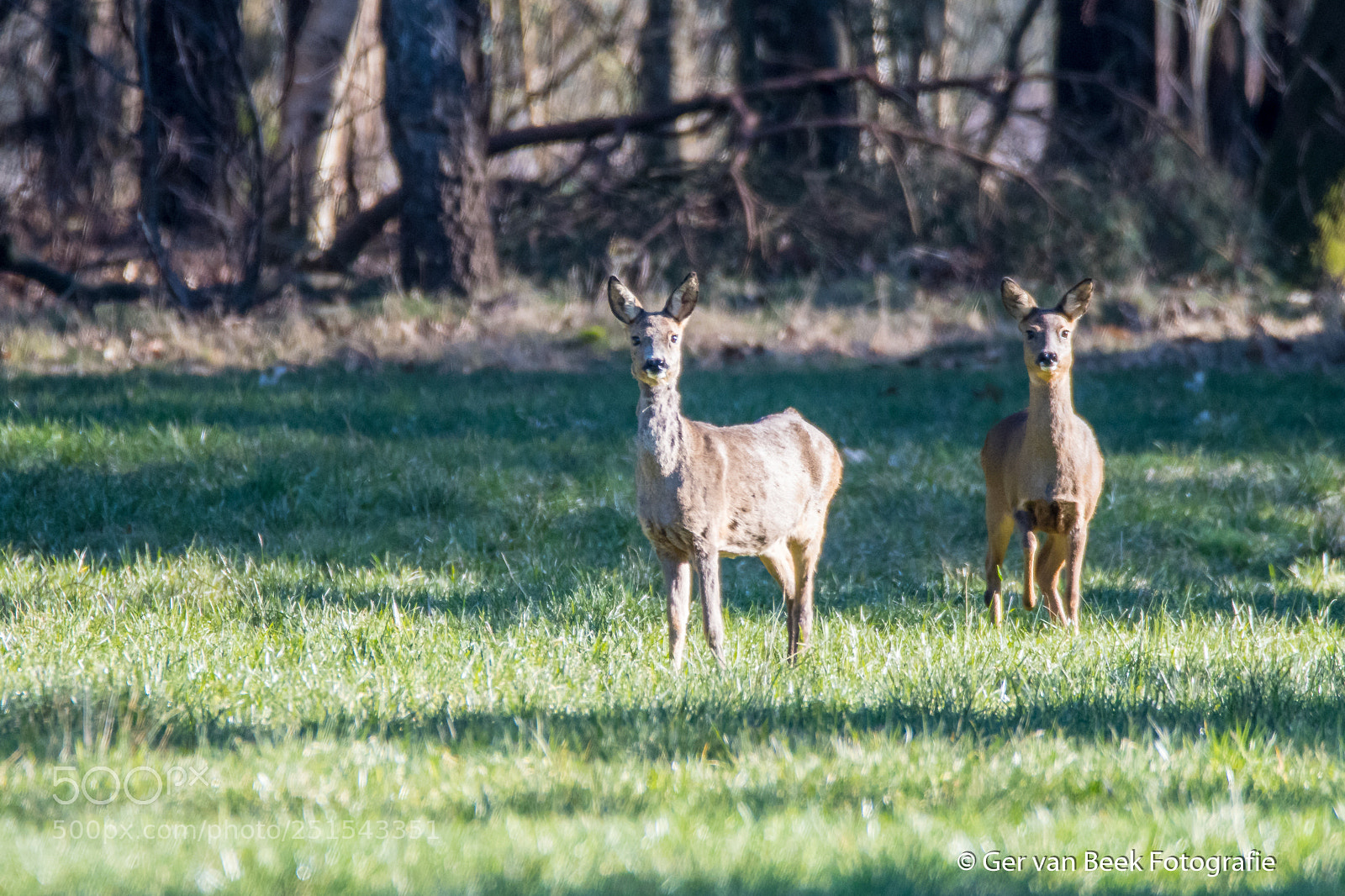 Nikon D7500 sample photo. Roe deer photography