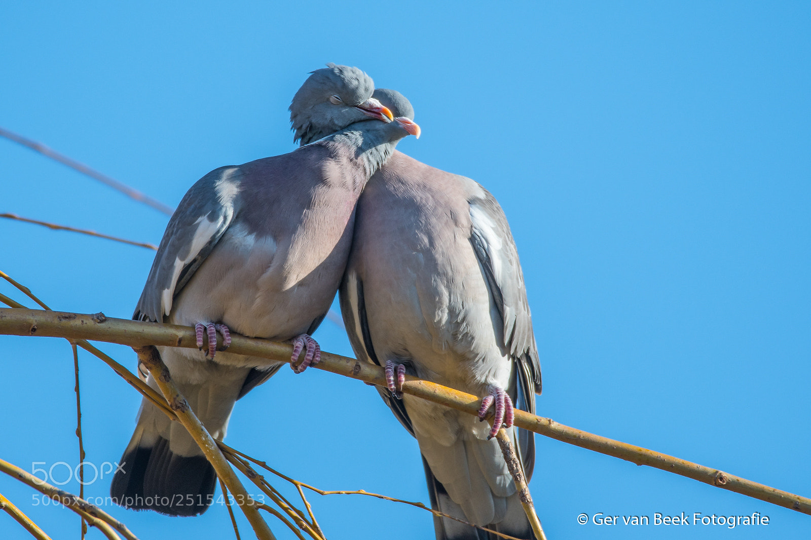 Nikon D7500 sample photo. Love is in the photography