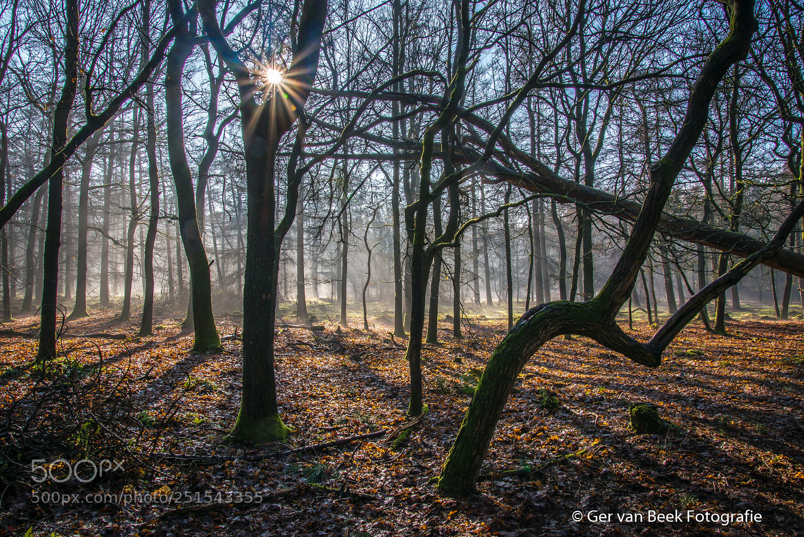 Nikon D610 sample photo. Sunbeams photography