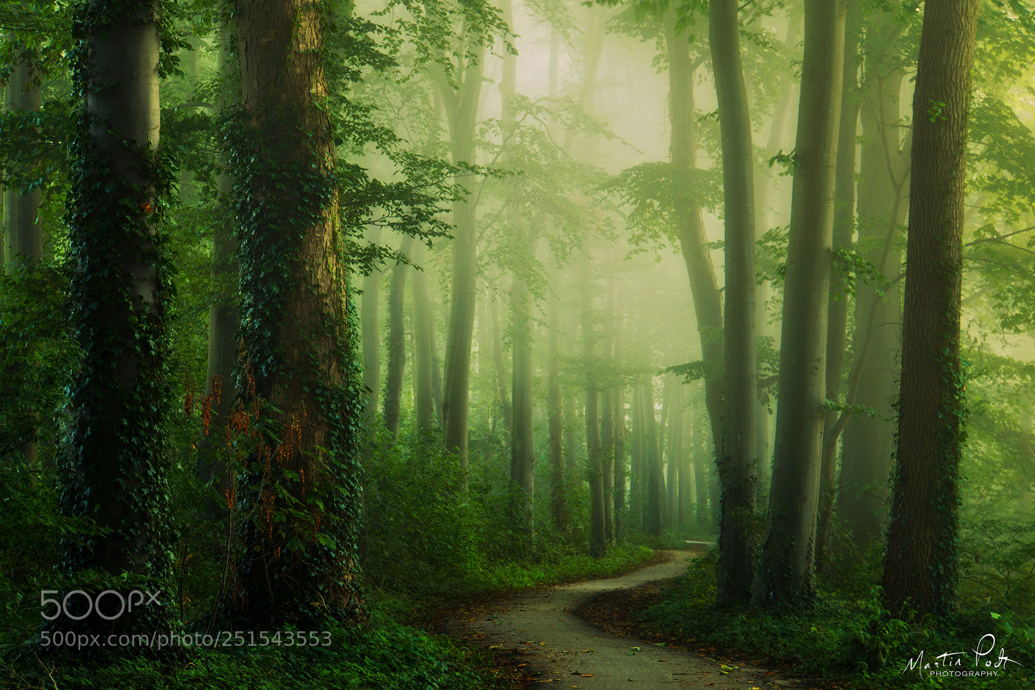 Sony a5100 sample photo. Green and foggy photography