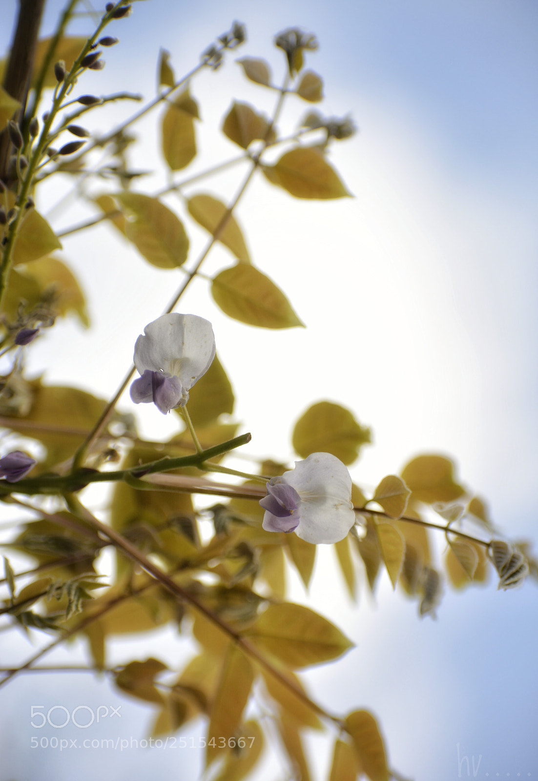 Nikon D7100 sample photo. Tender is the day photography
