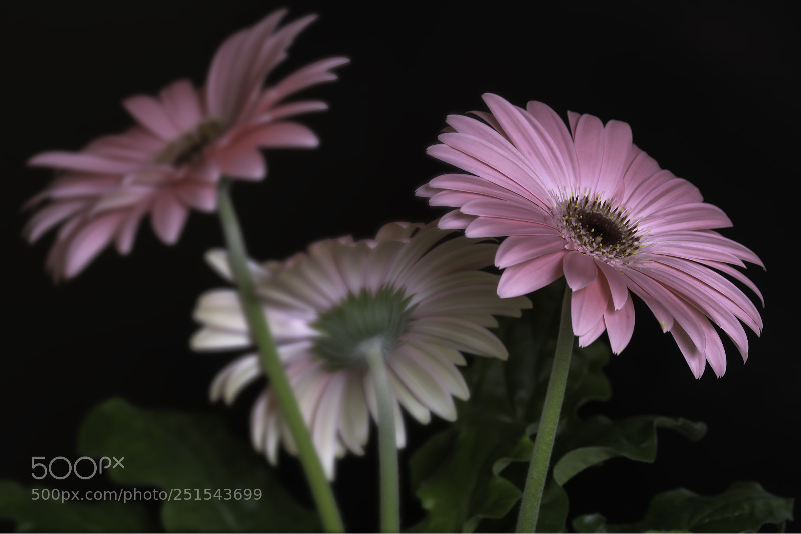 Nikon D7100 sample photo. Gerber photography