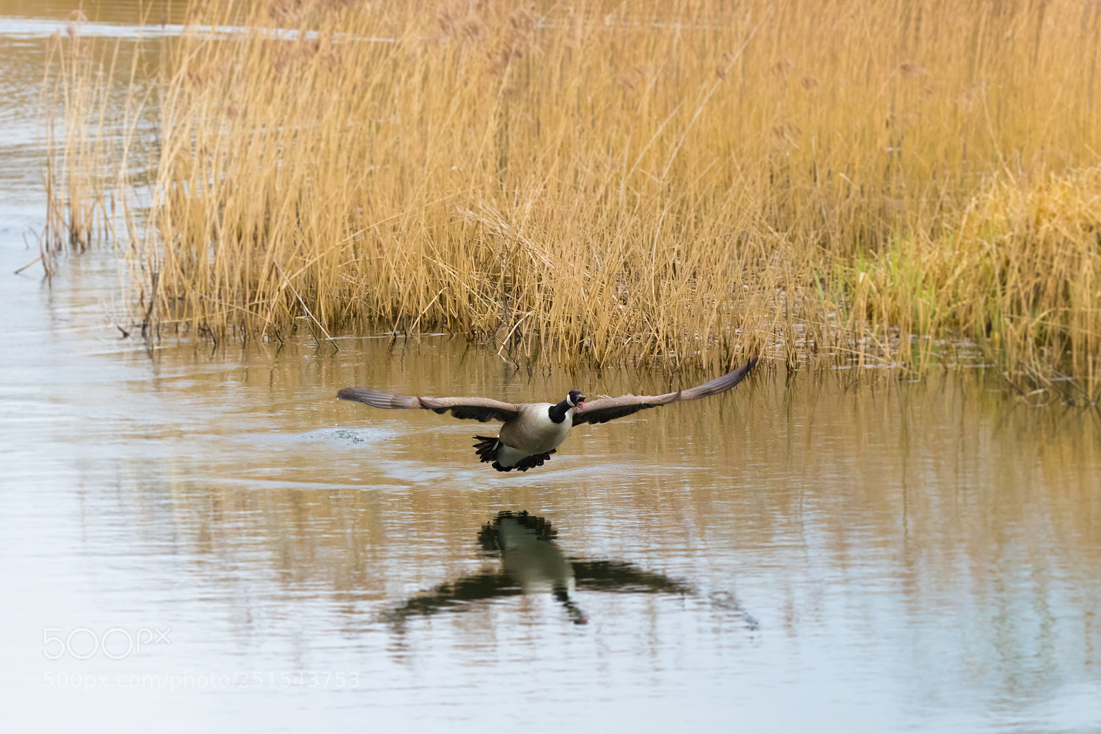 Canon EOS 80D sample photo. Low flying ace photography