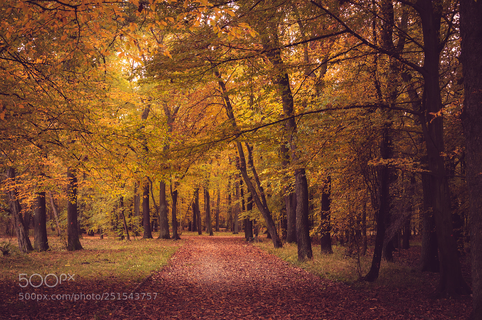Nikon D3200 sample photo. Autumn photography